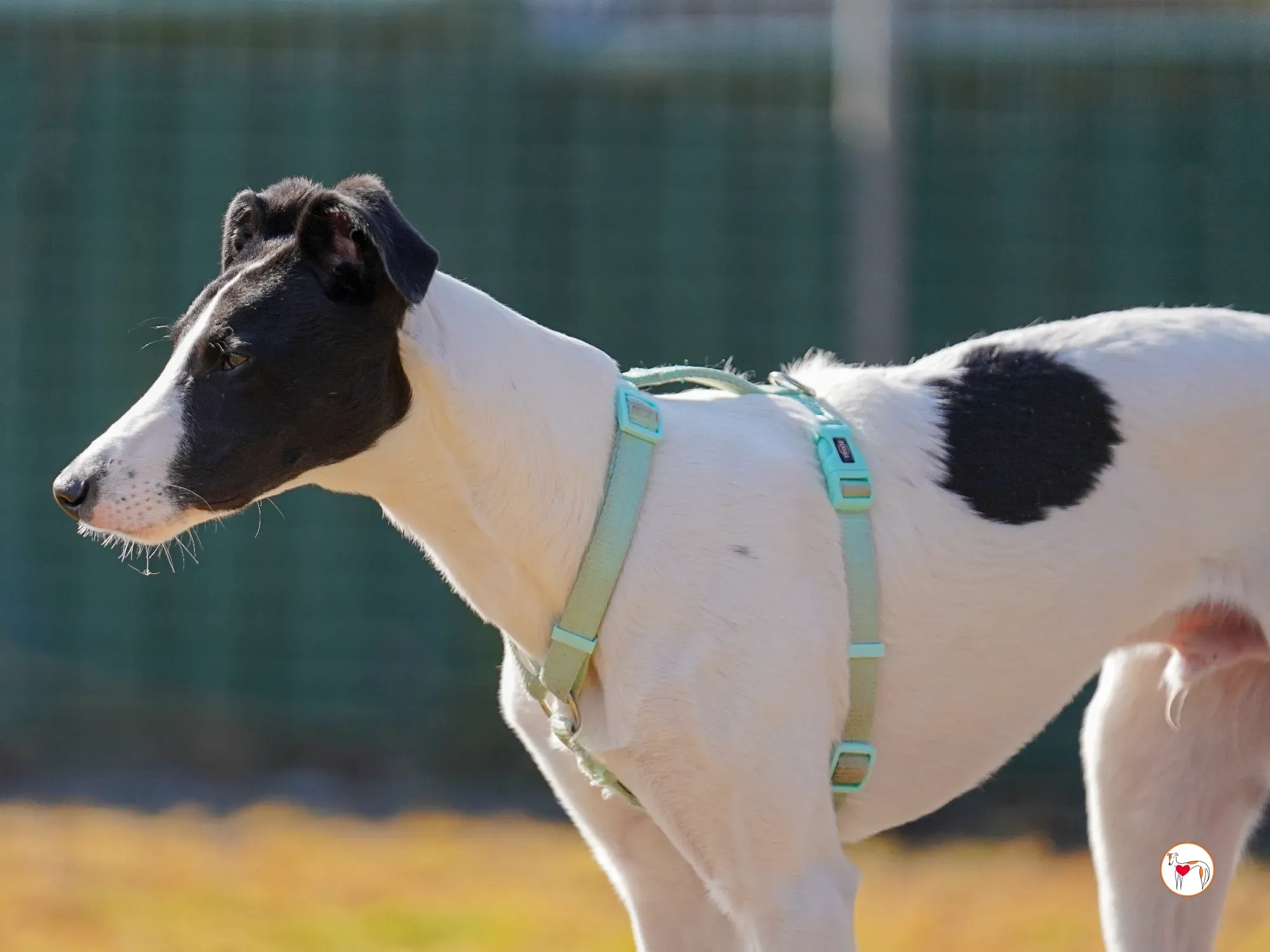 bertie grey adozione 19