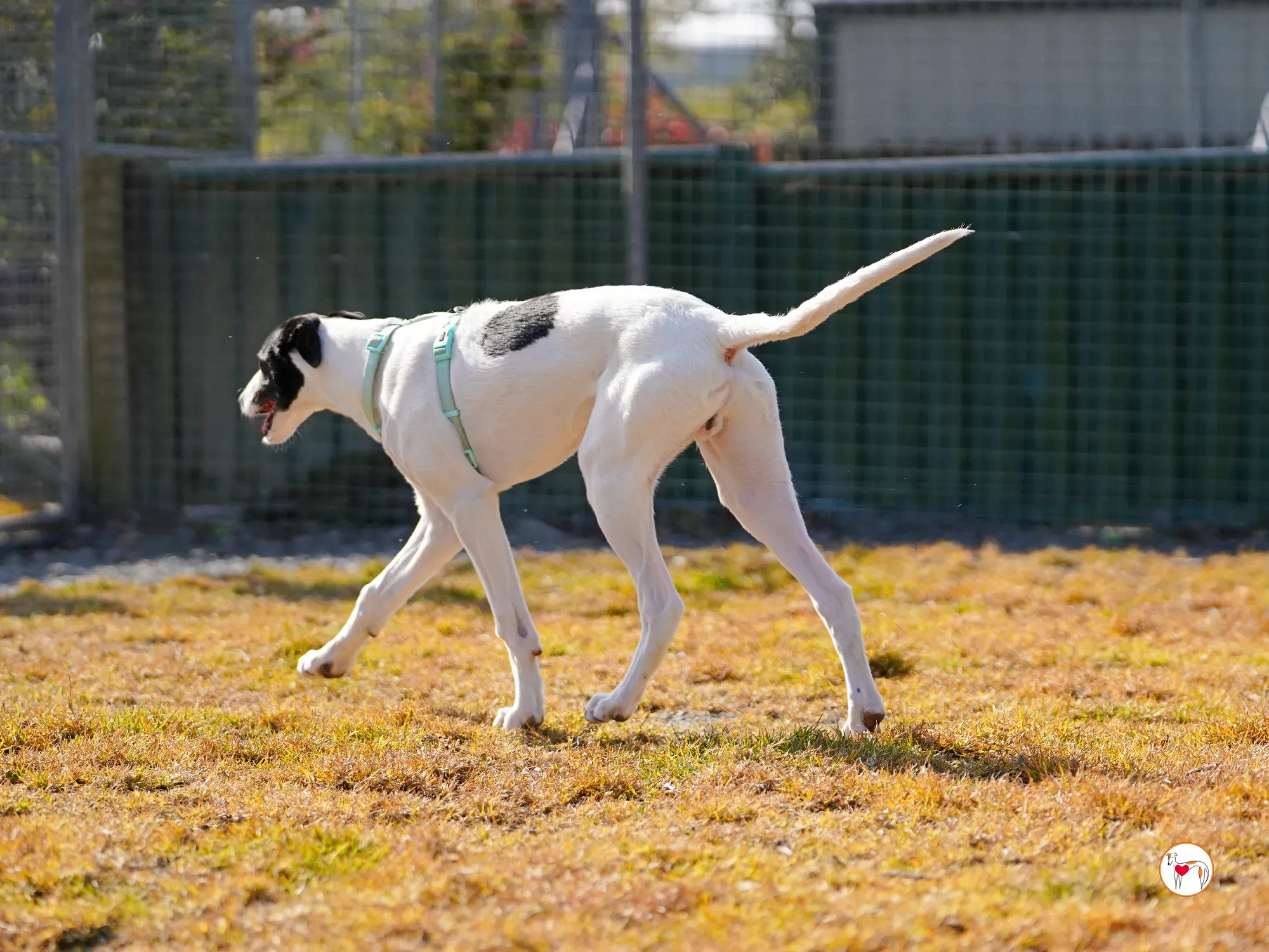 bertie grey adozione 20