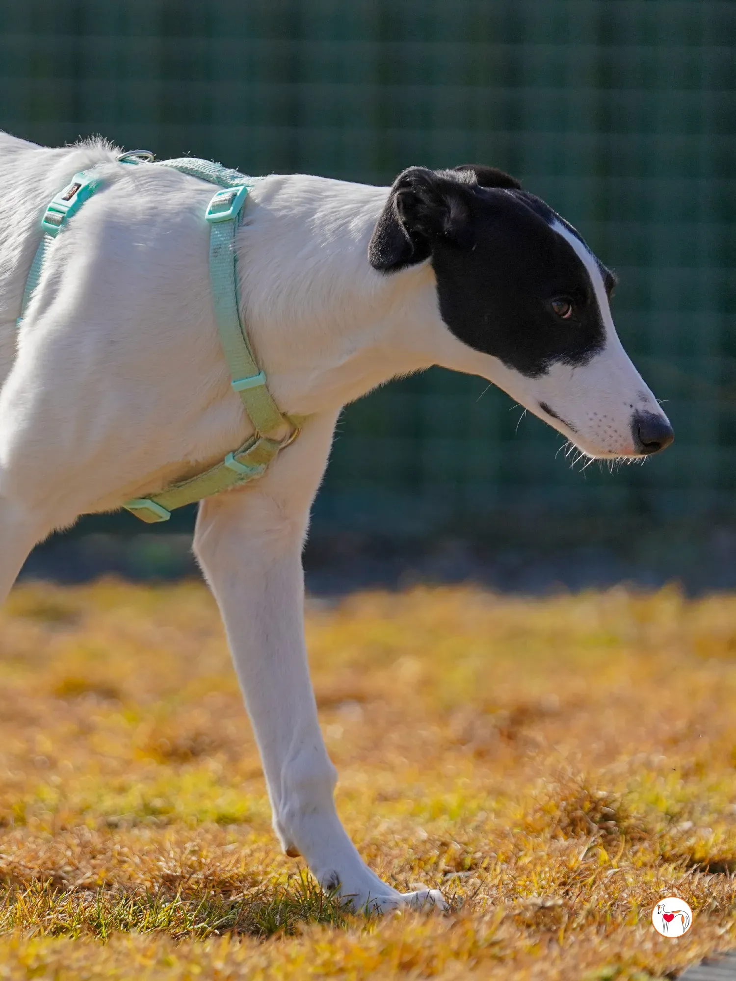 bertie grey adozione 21