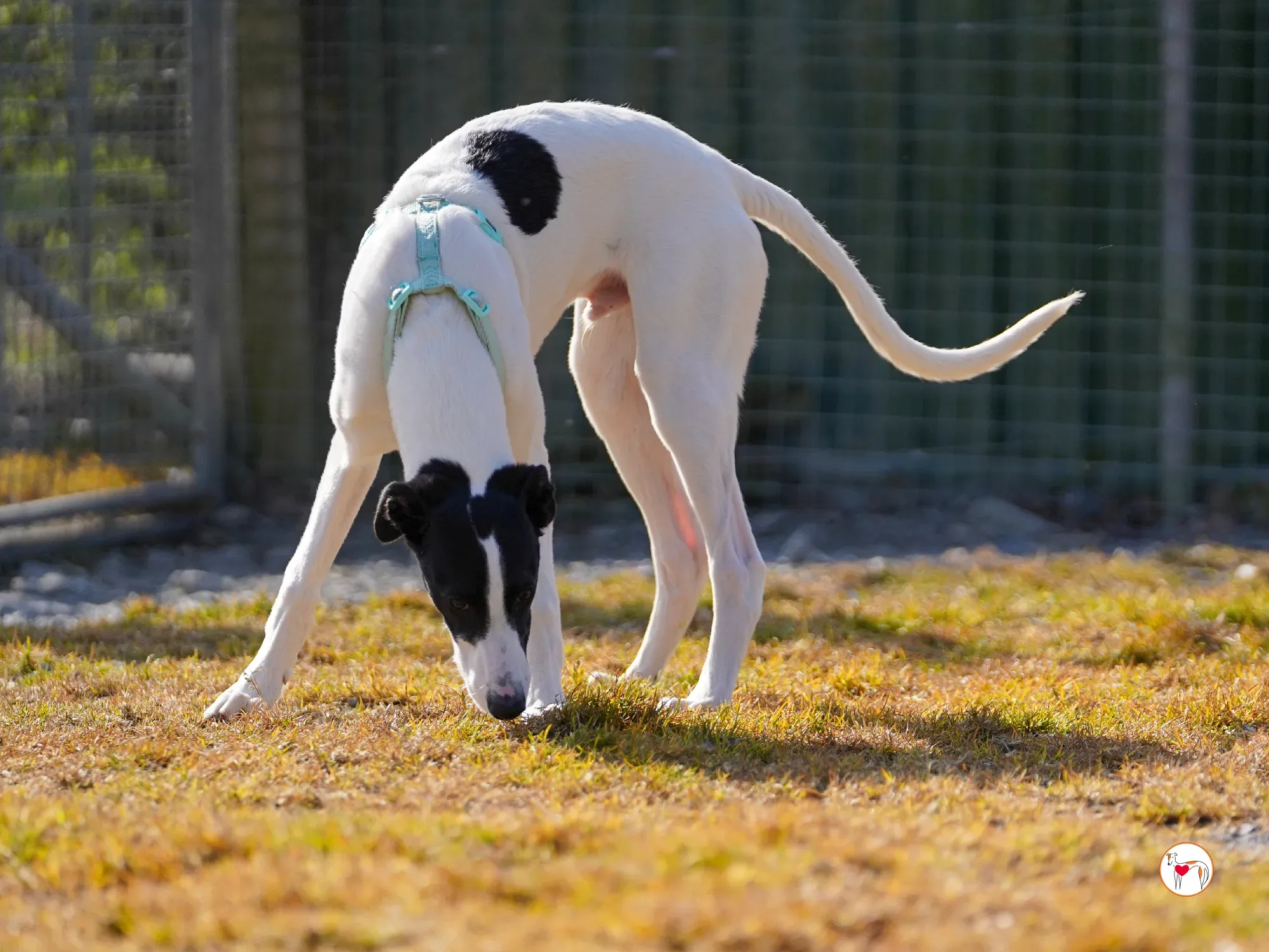 bertie grey adozione 22