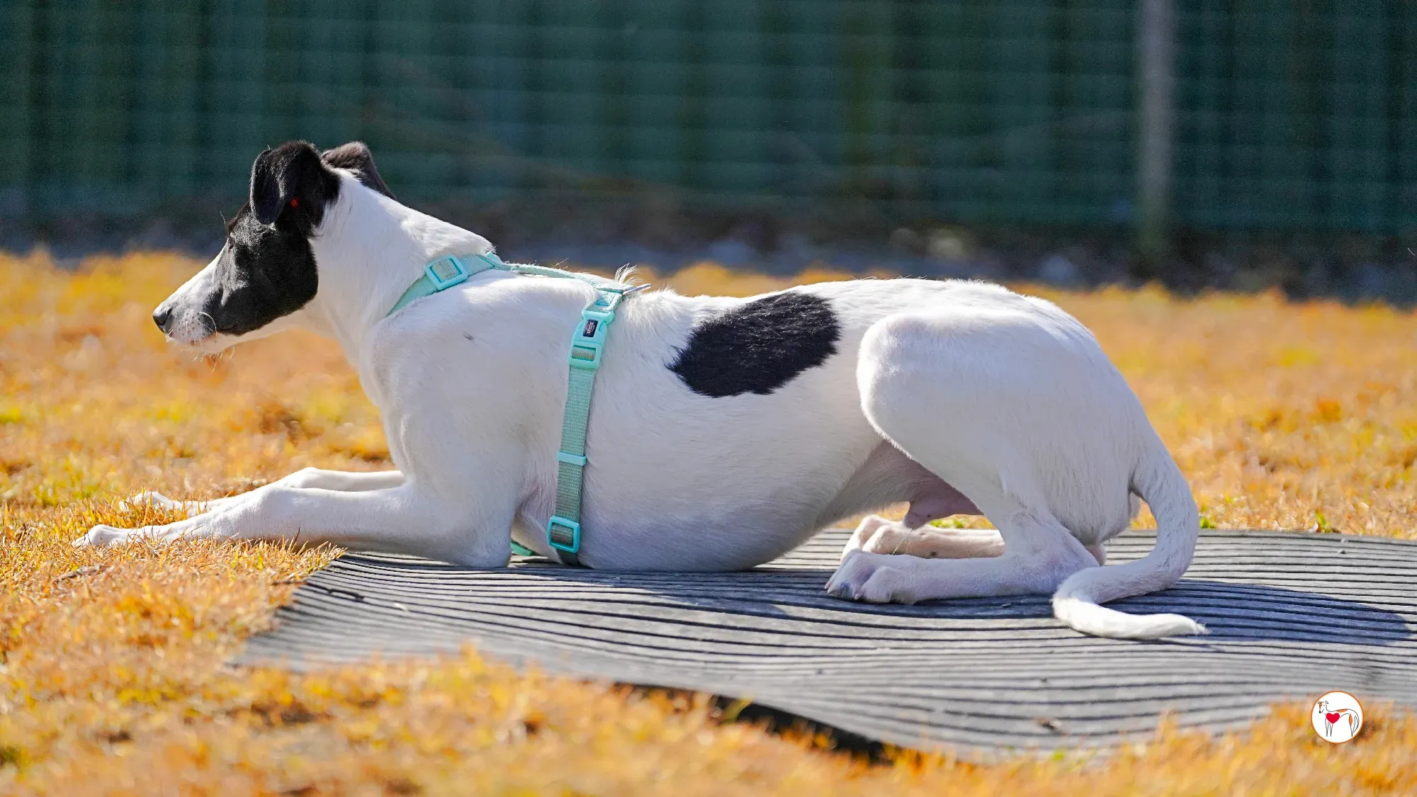 bertie grey adozione 23