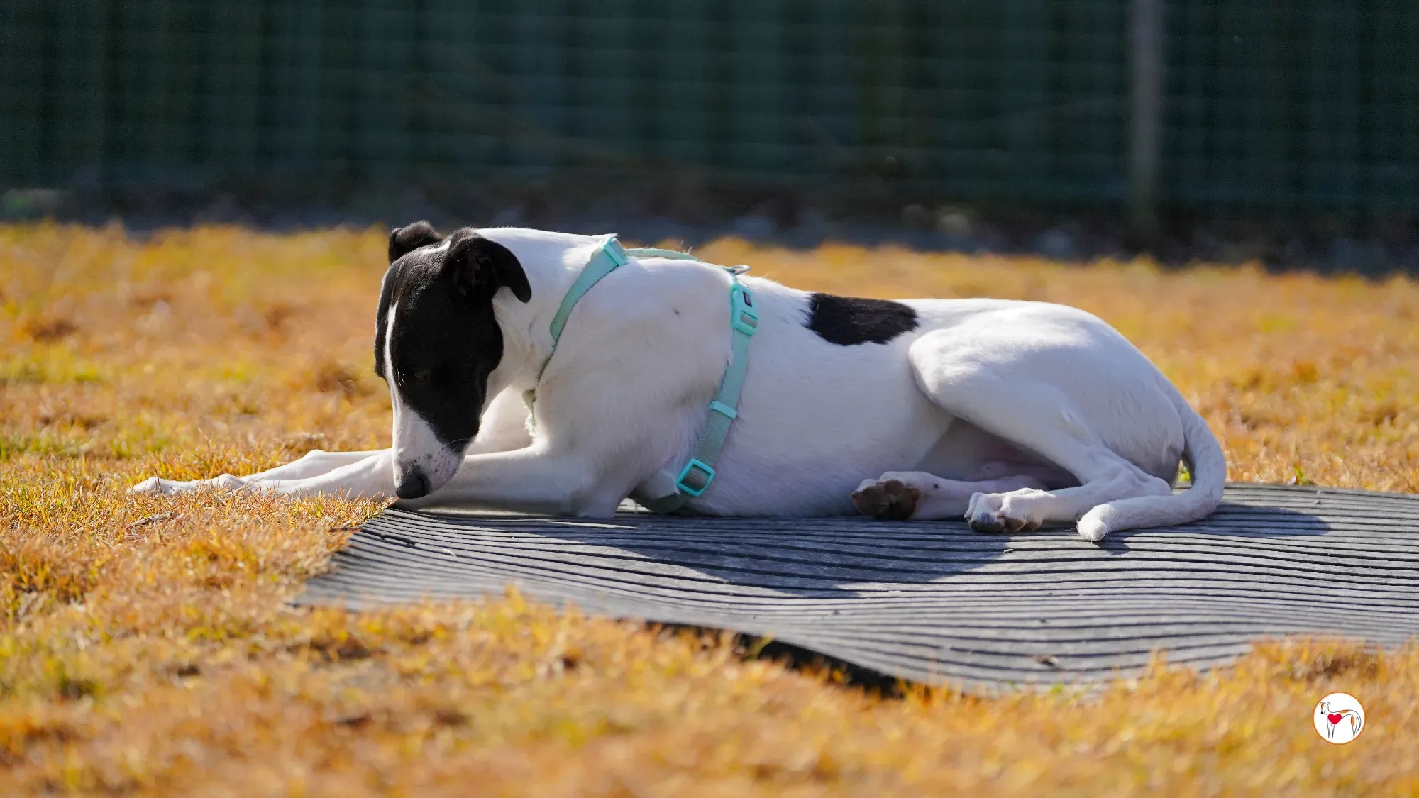 bertie grey adozione 24