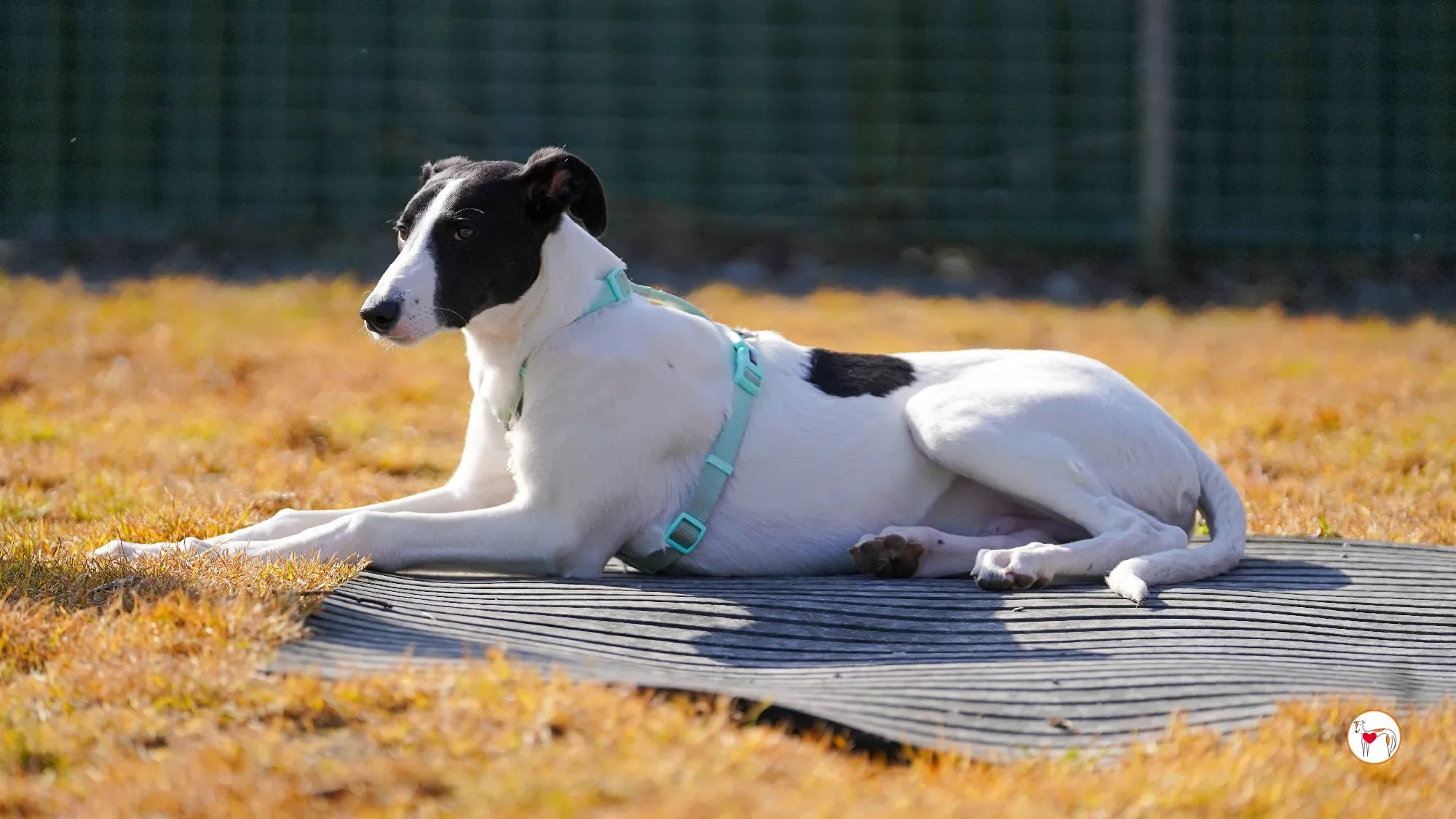 bertie grey adozione 25