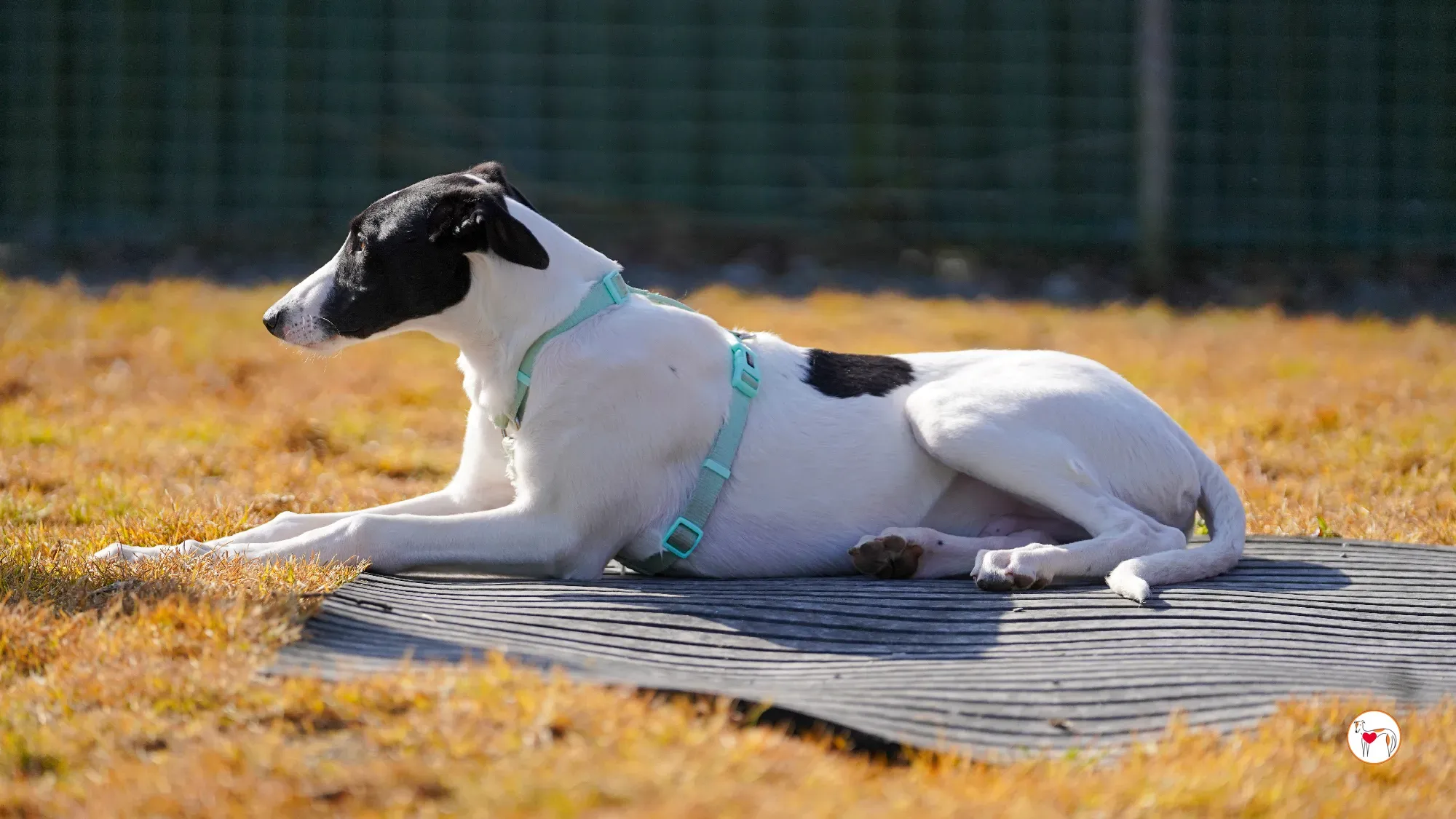 bertie grey adozione 26