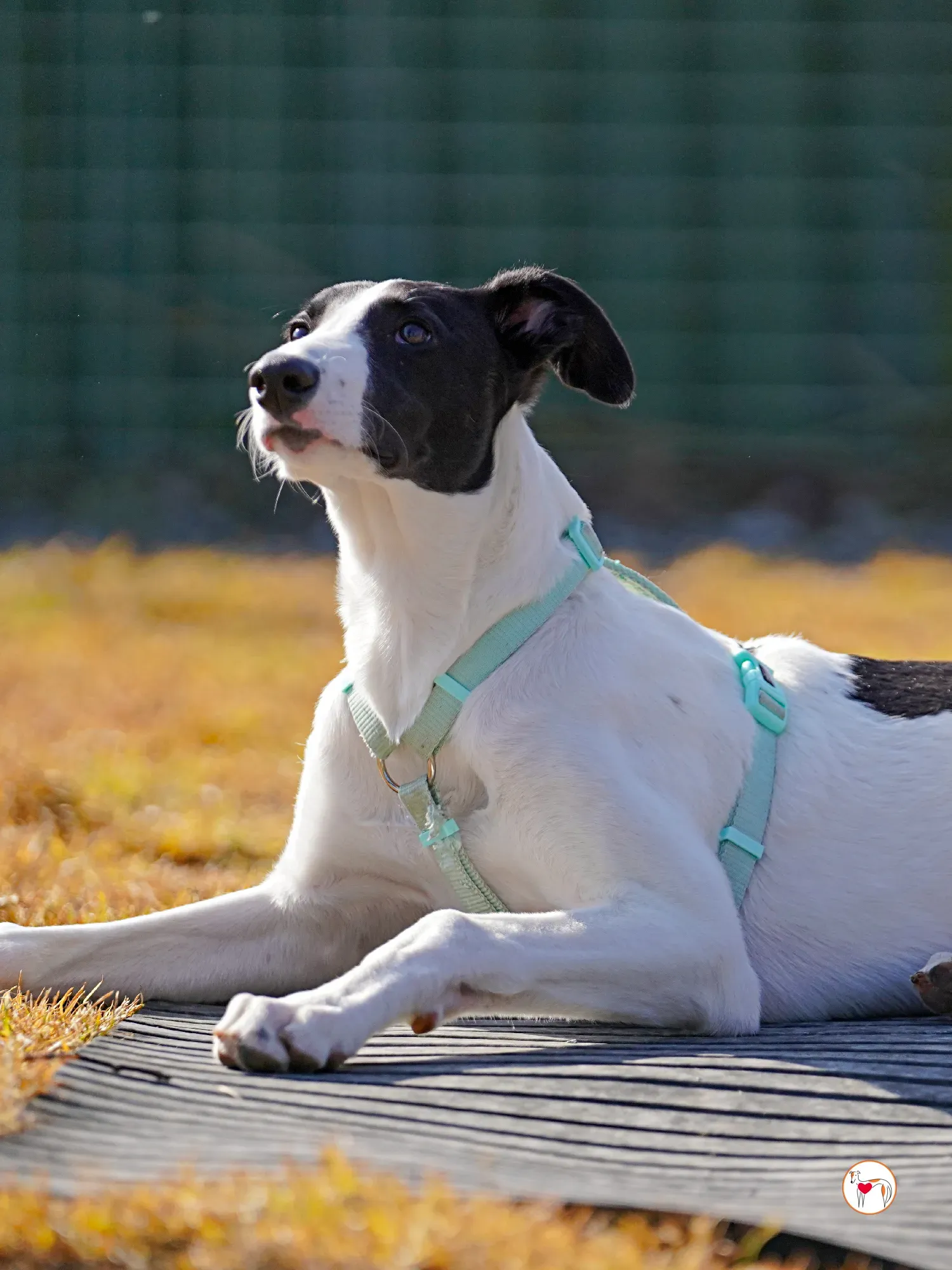 bertie grey adozione 27