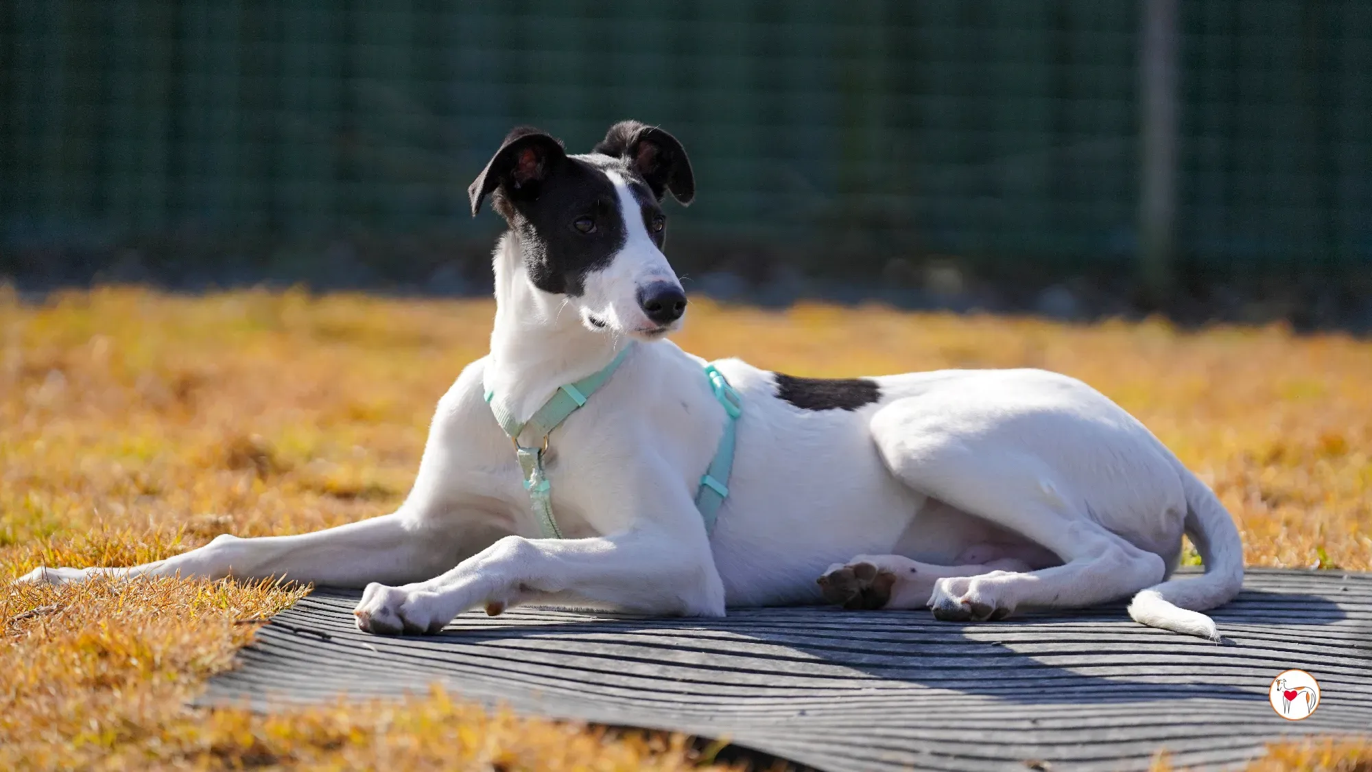 bertie grey adozione 28