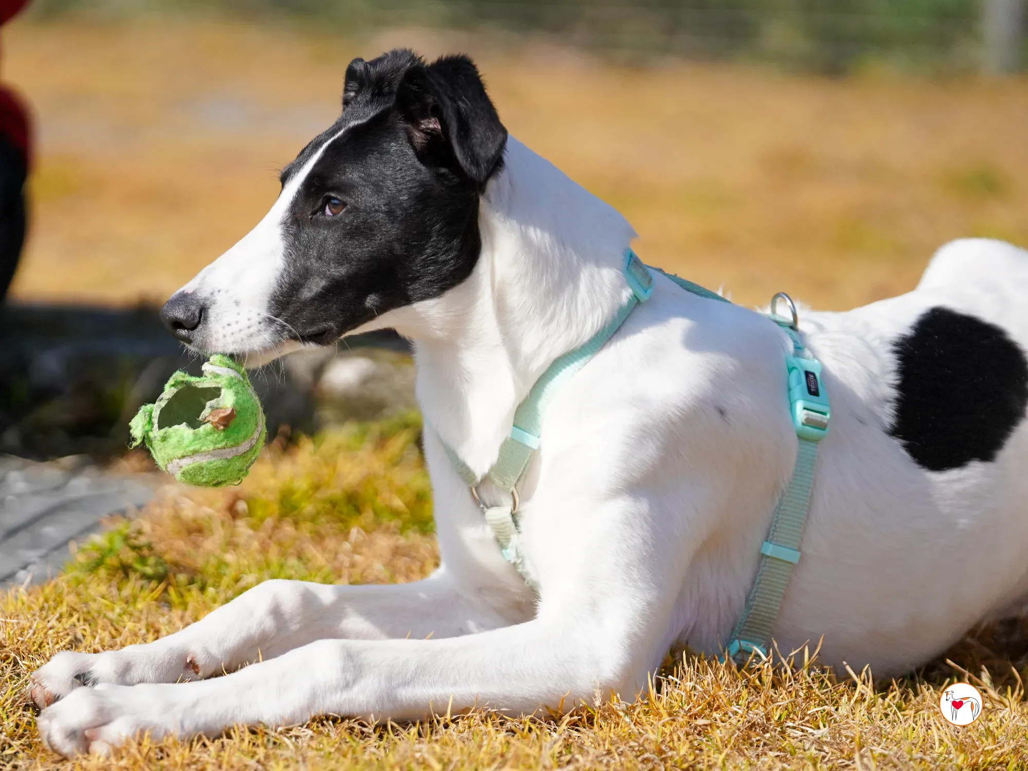 bertie grey adozione 29