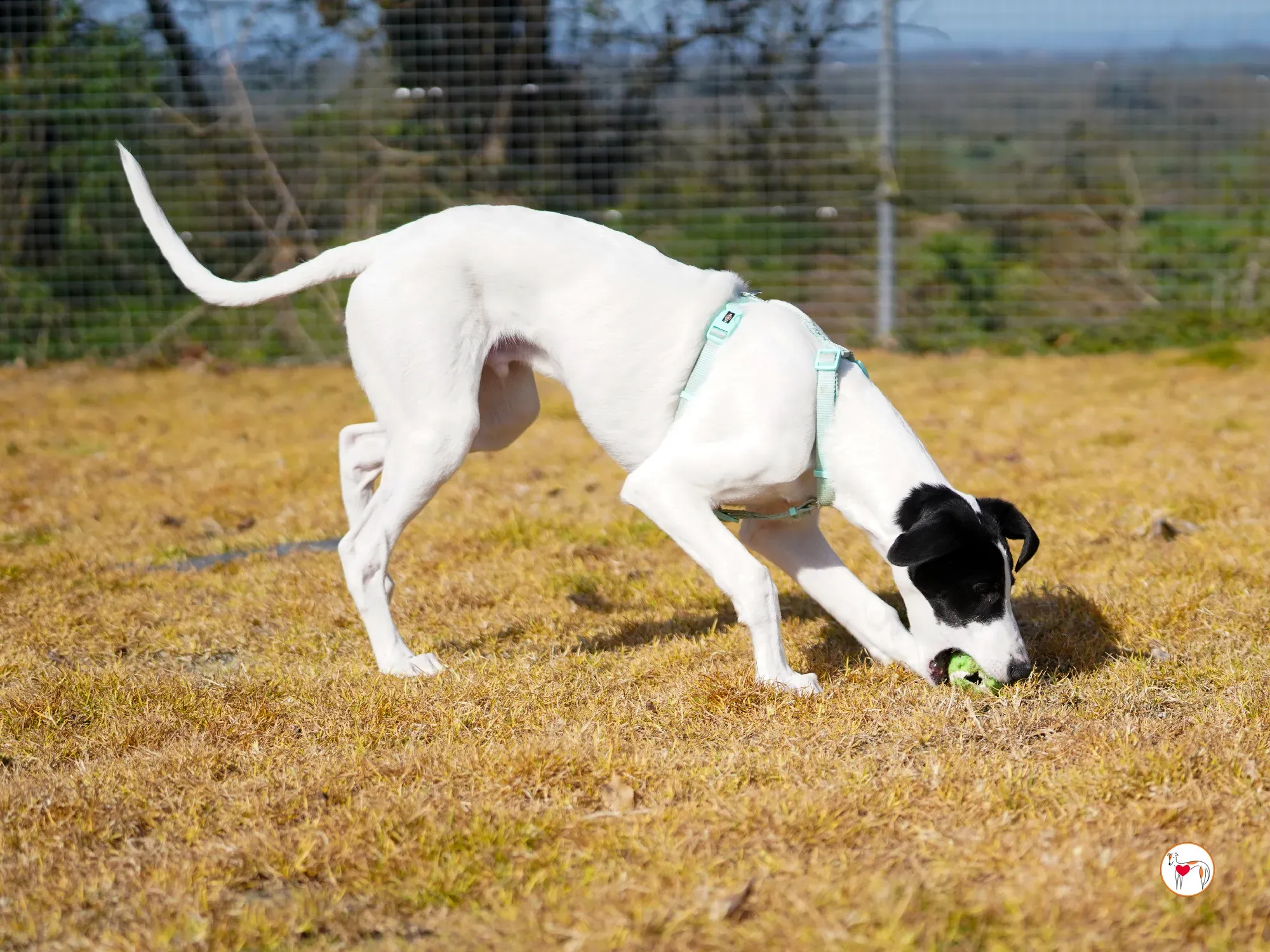 bertie grey adozione 30
