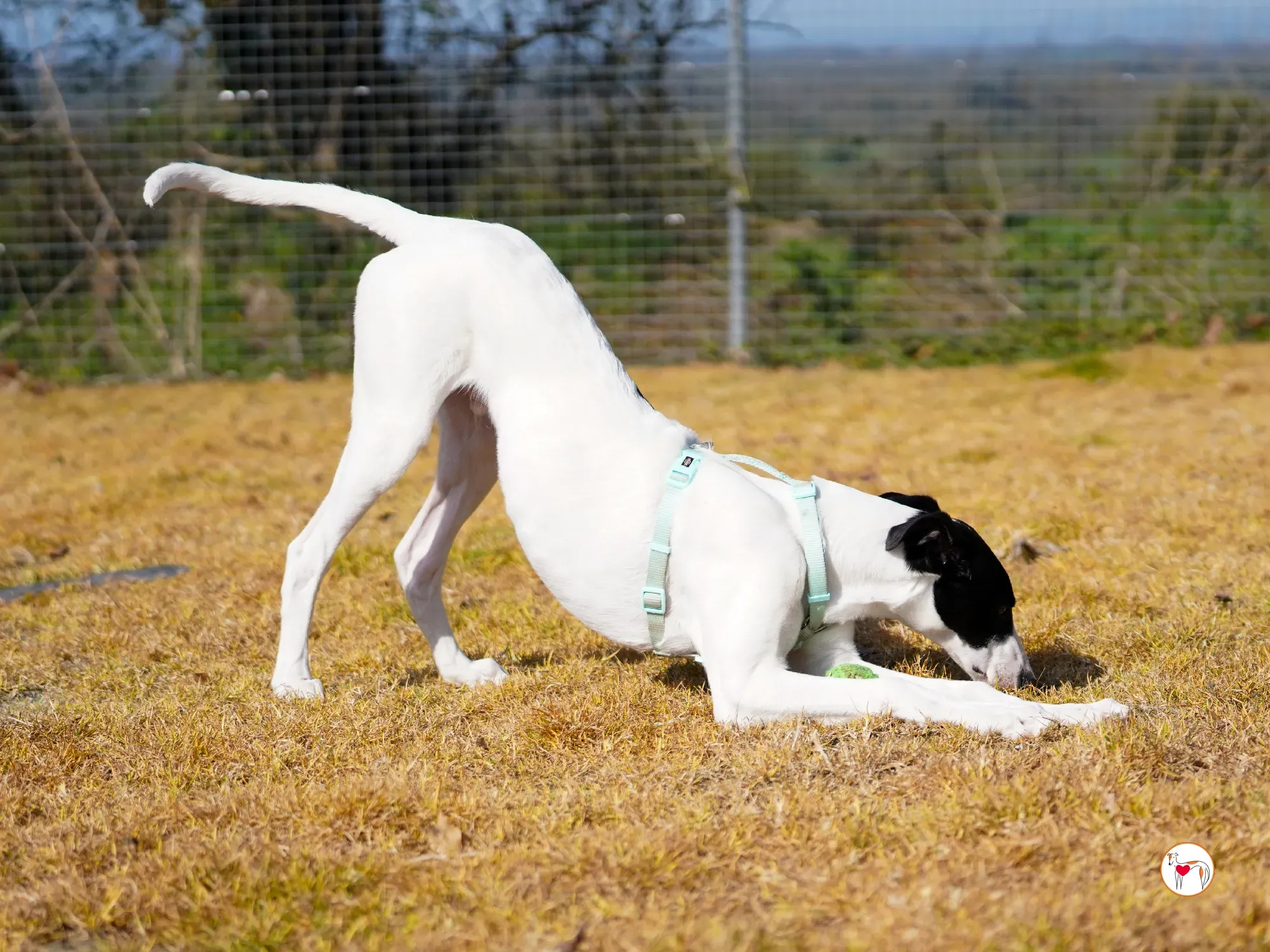 bertie grey adozione 31