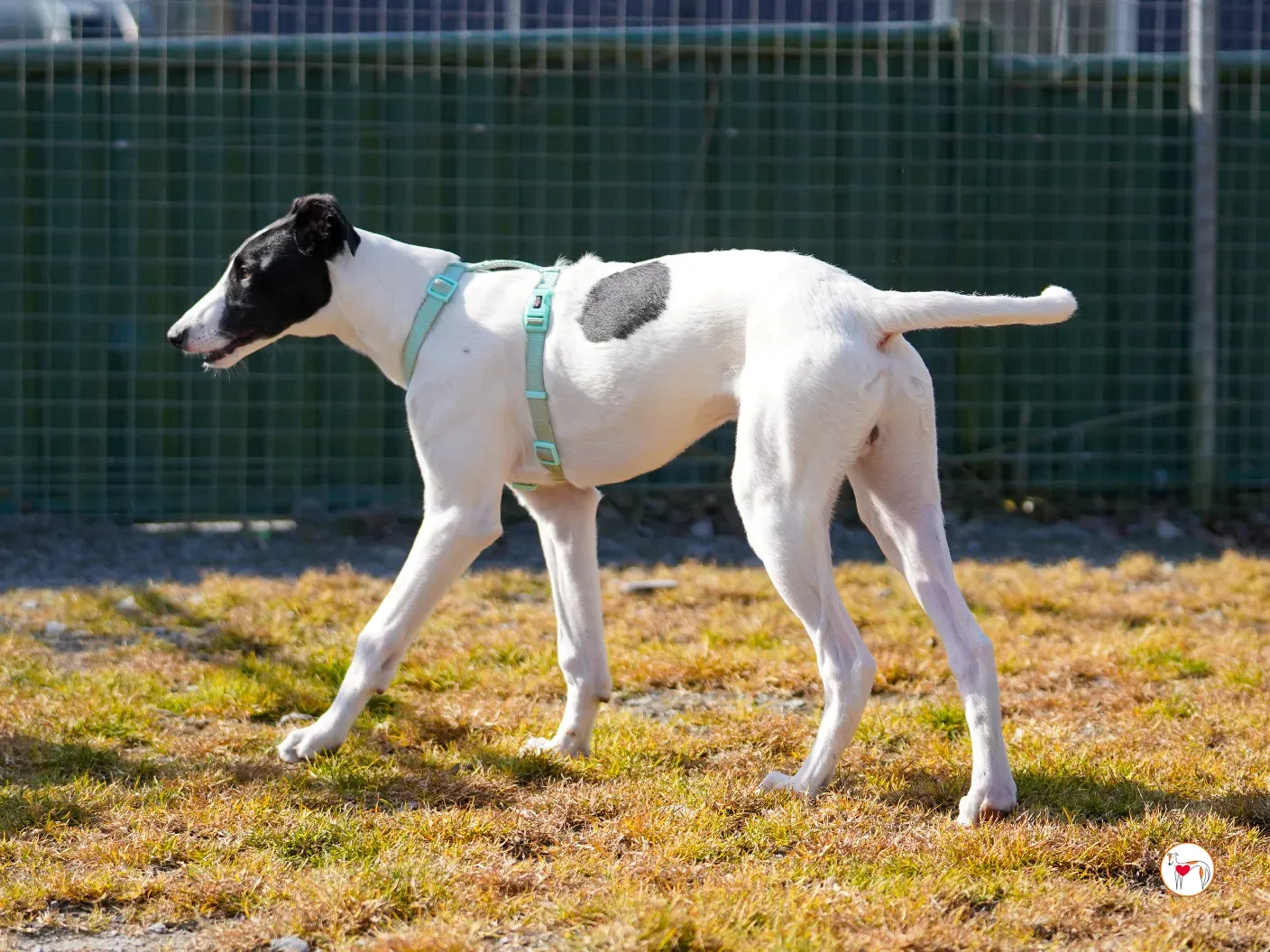 bertie grey adozione 32