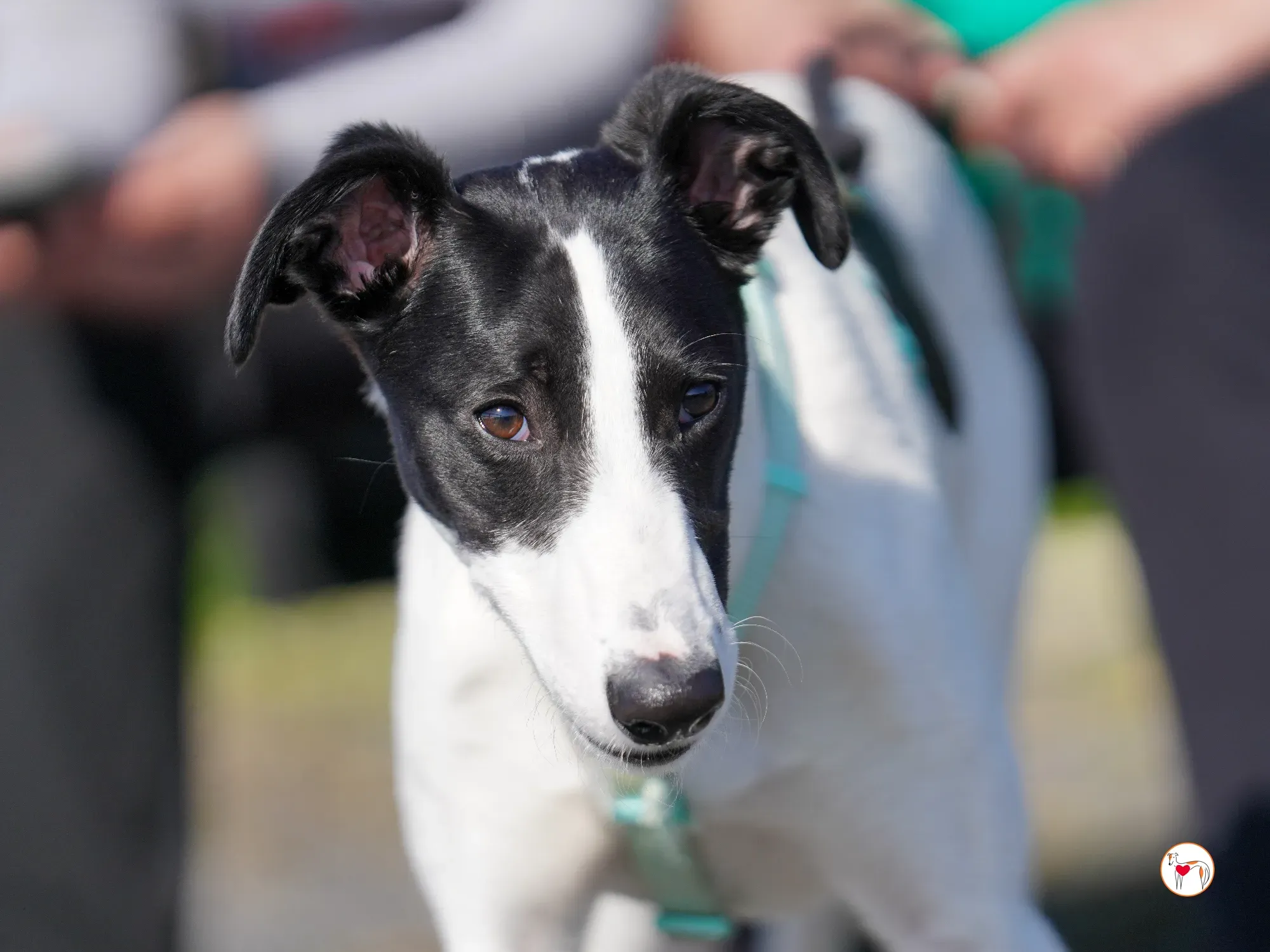 bertie grey adozione 33