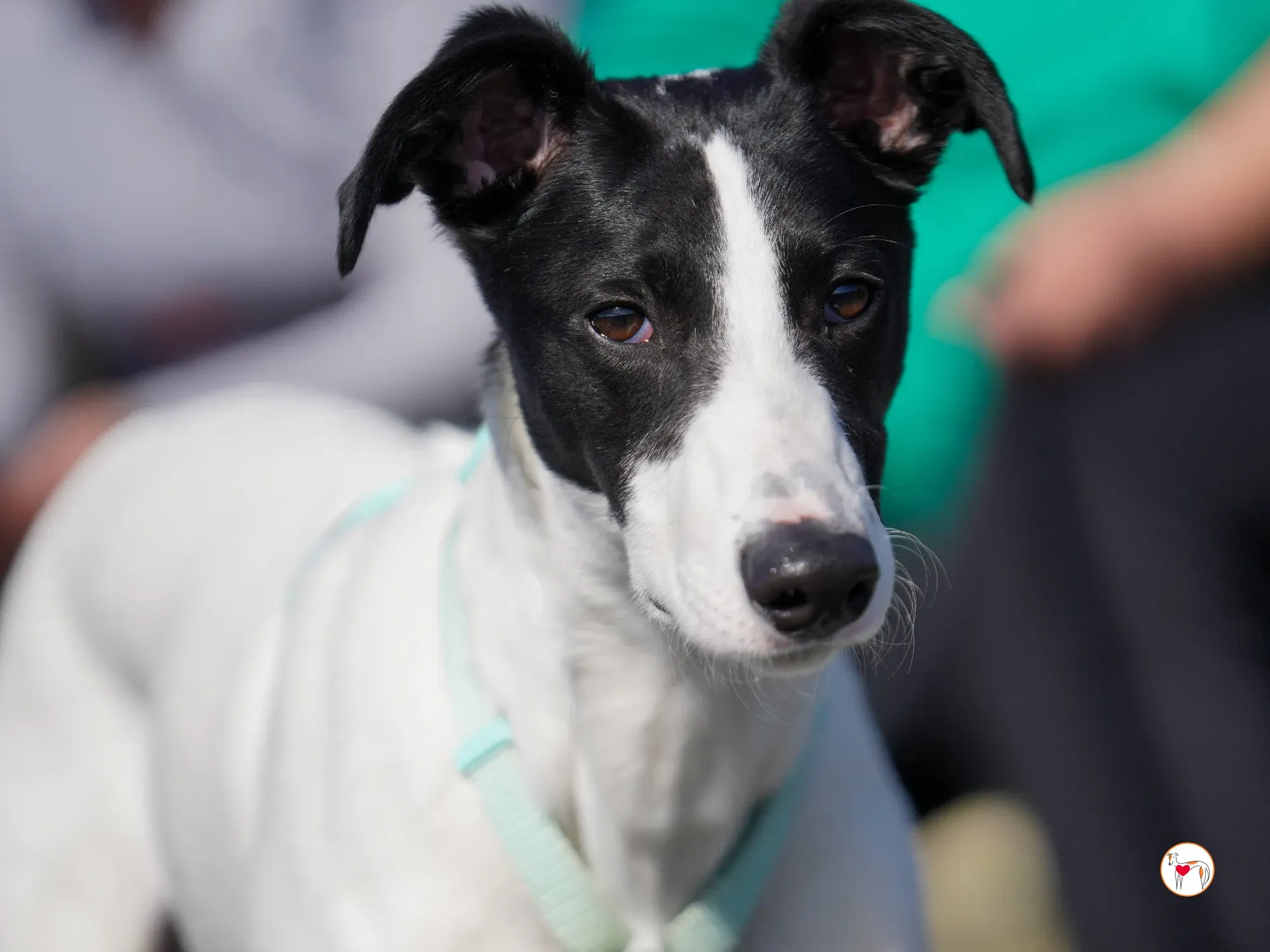 bertie grey adozione 34