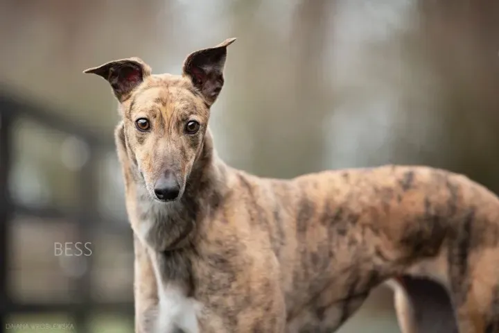 bess adozione greyhound 1