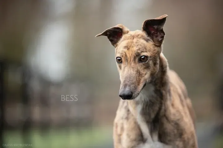 bess adozione greyhound