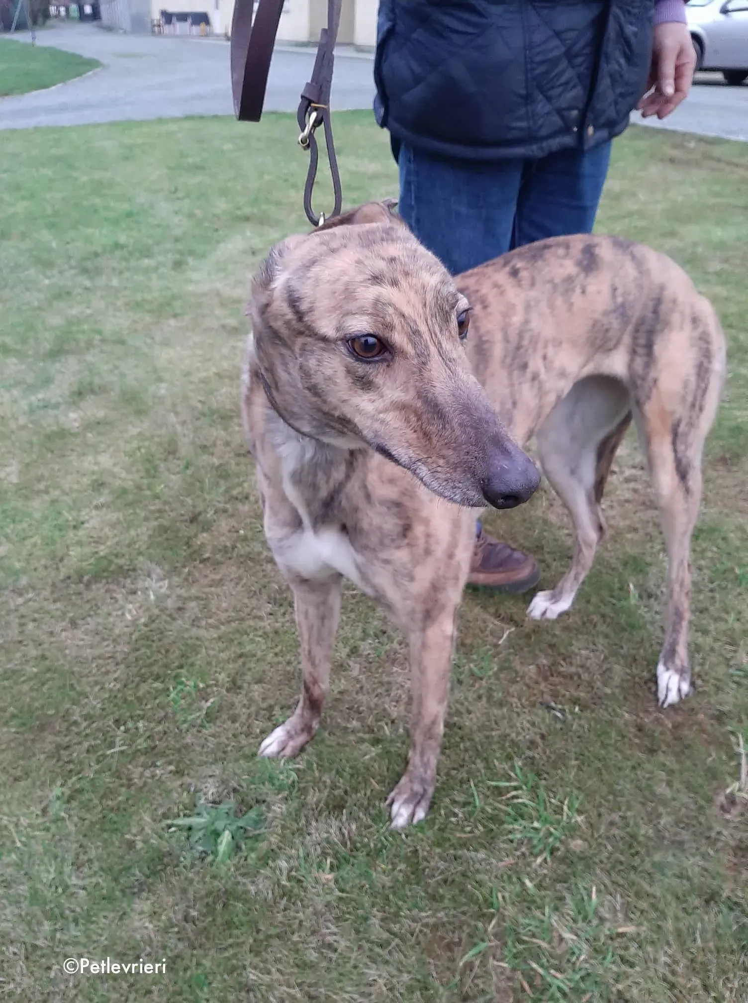 bess adozione levrieri greyhound 1