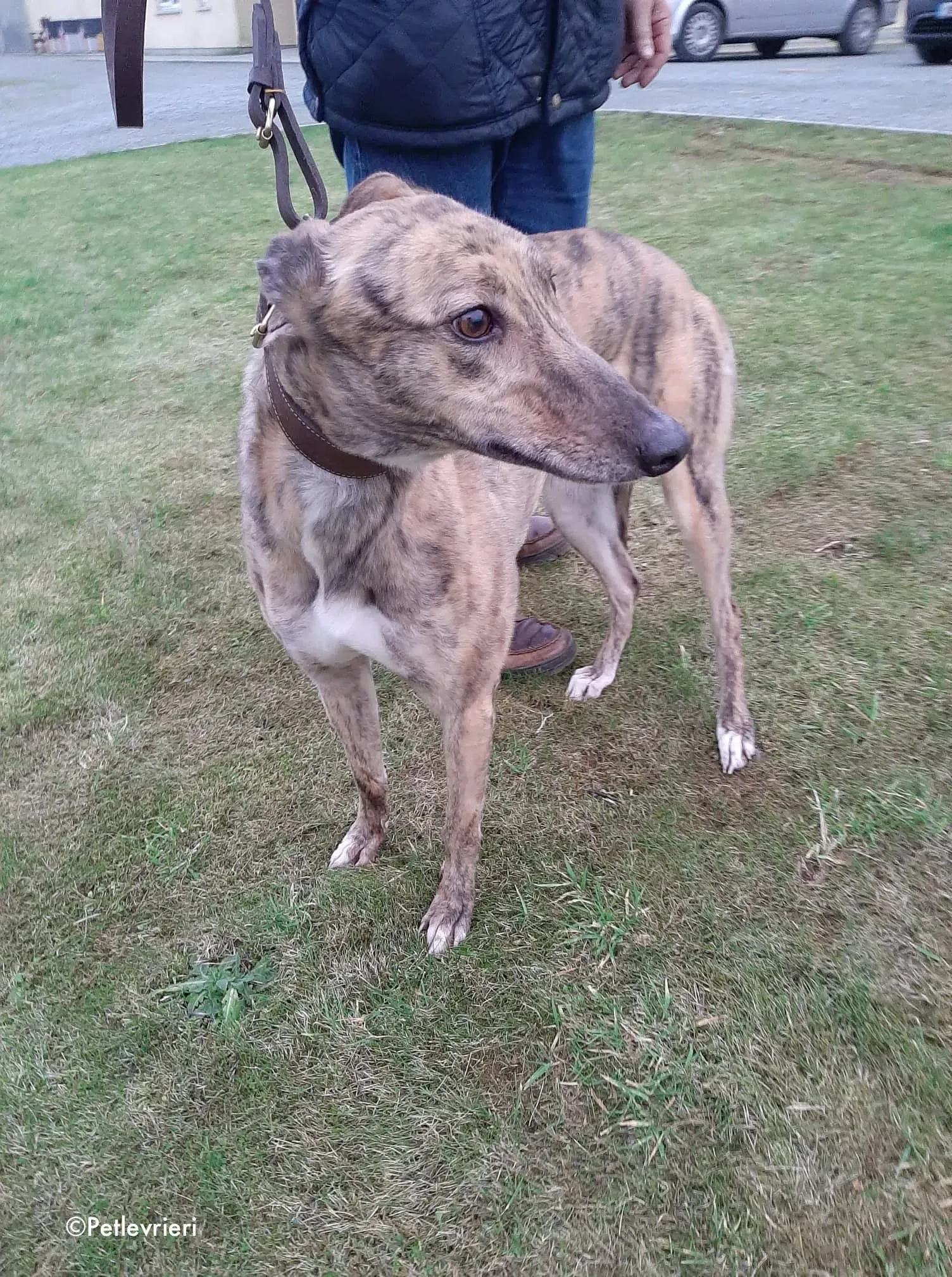 bess adozione levrieri greyhound 2