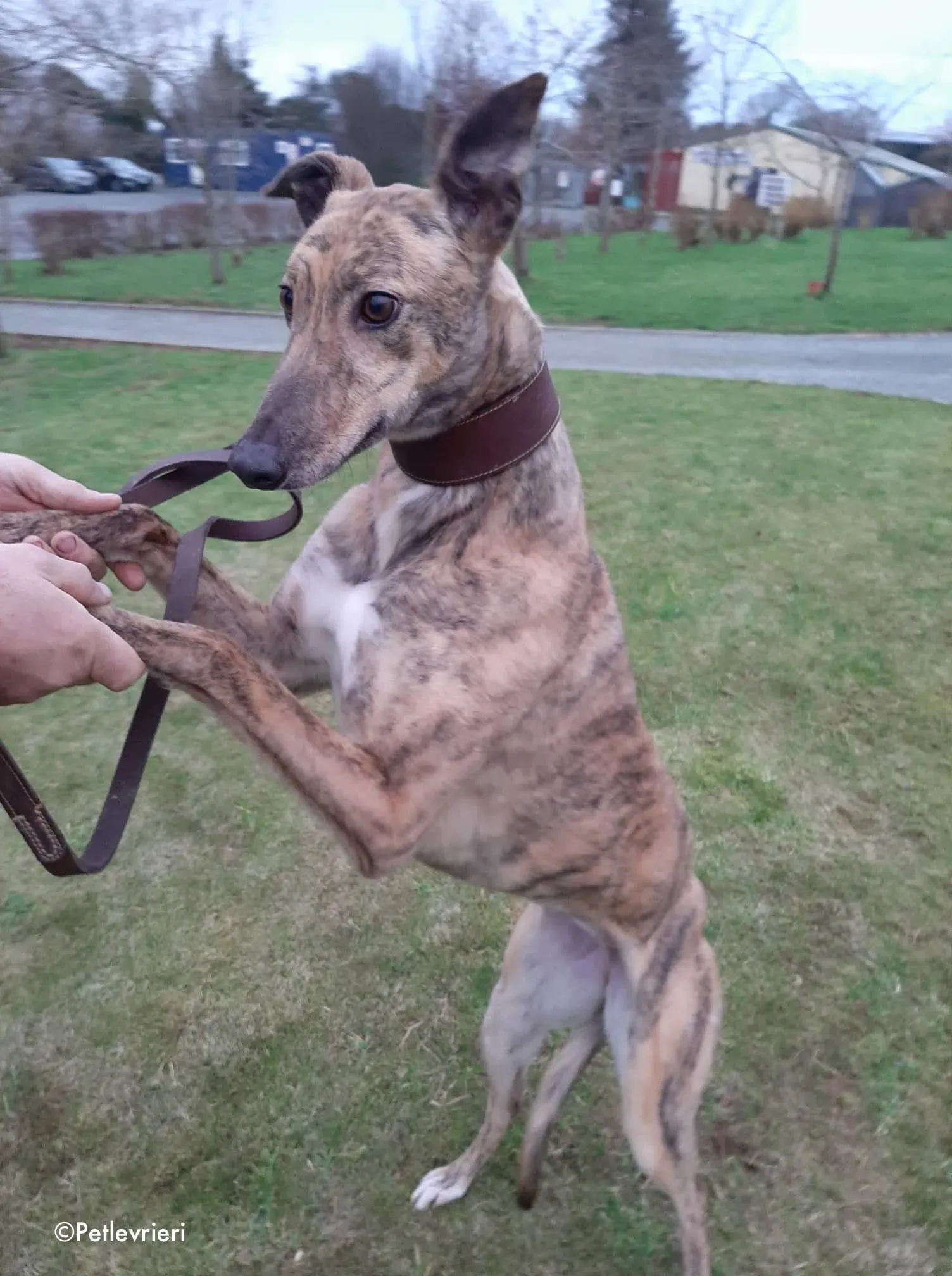 bess adozione levrieri greyhound 3