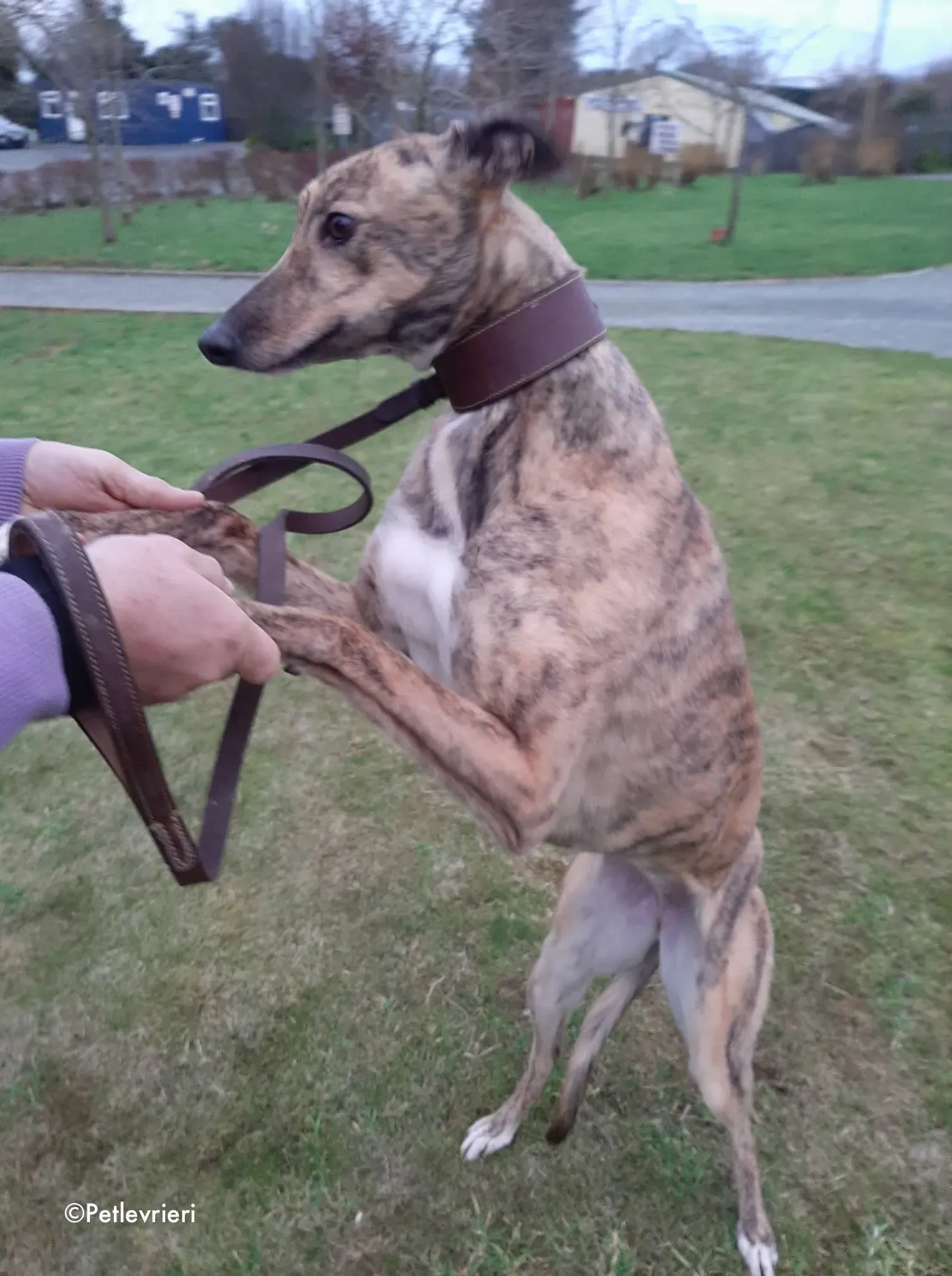 bess adozione levrieri greyhound 4