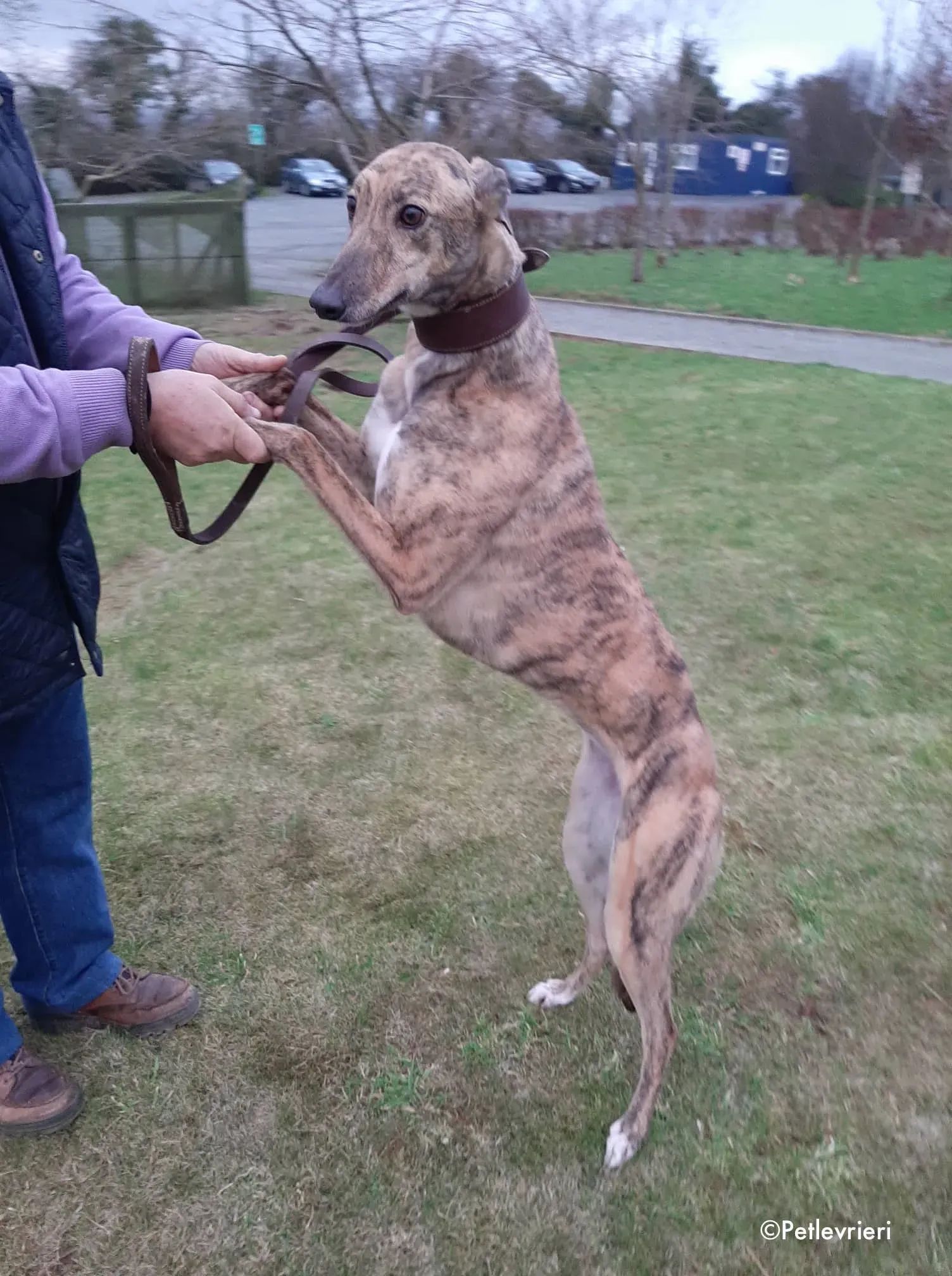 bess adozione levrieri greyhound 5
