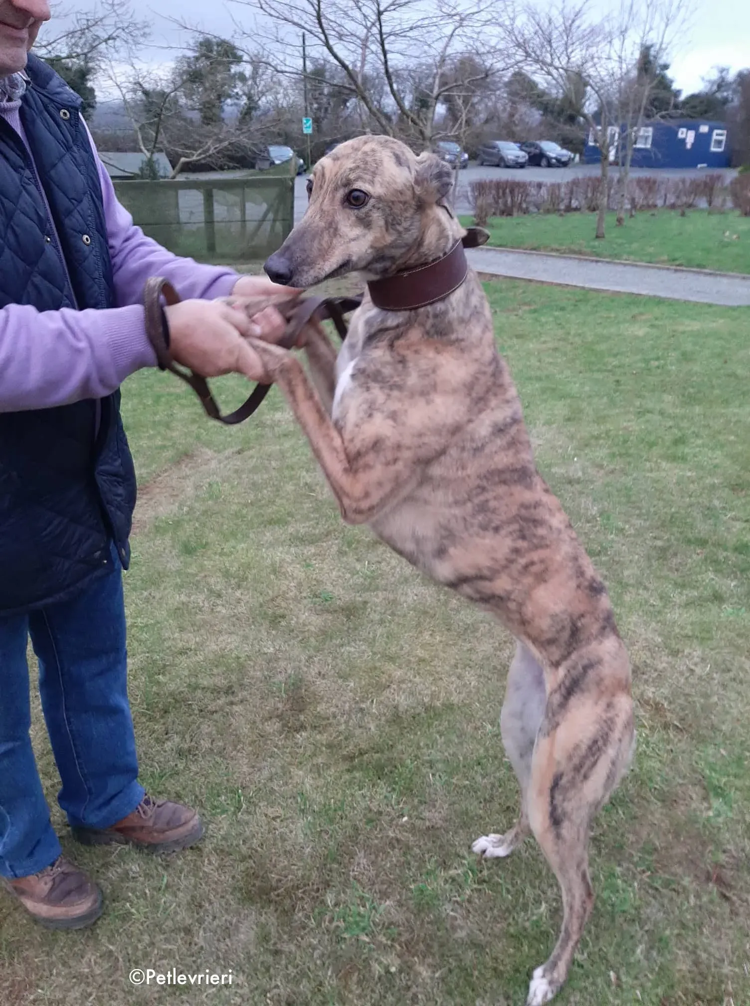 bess adozione levrieri greyhound 6