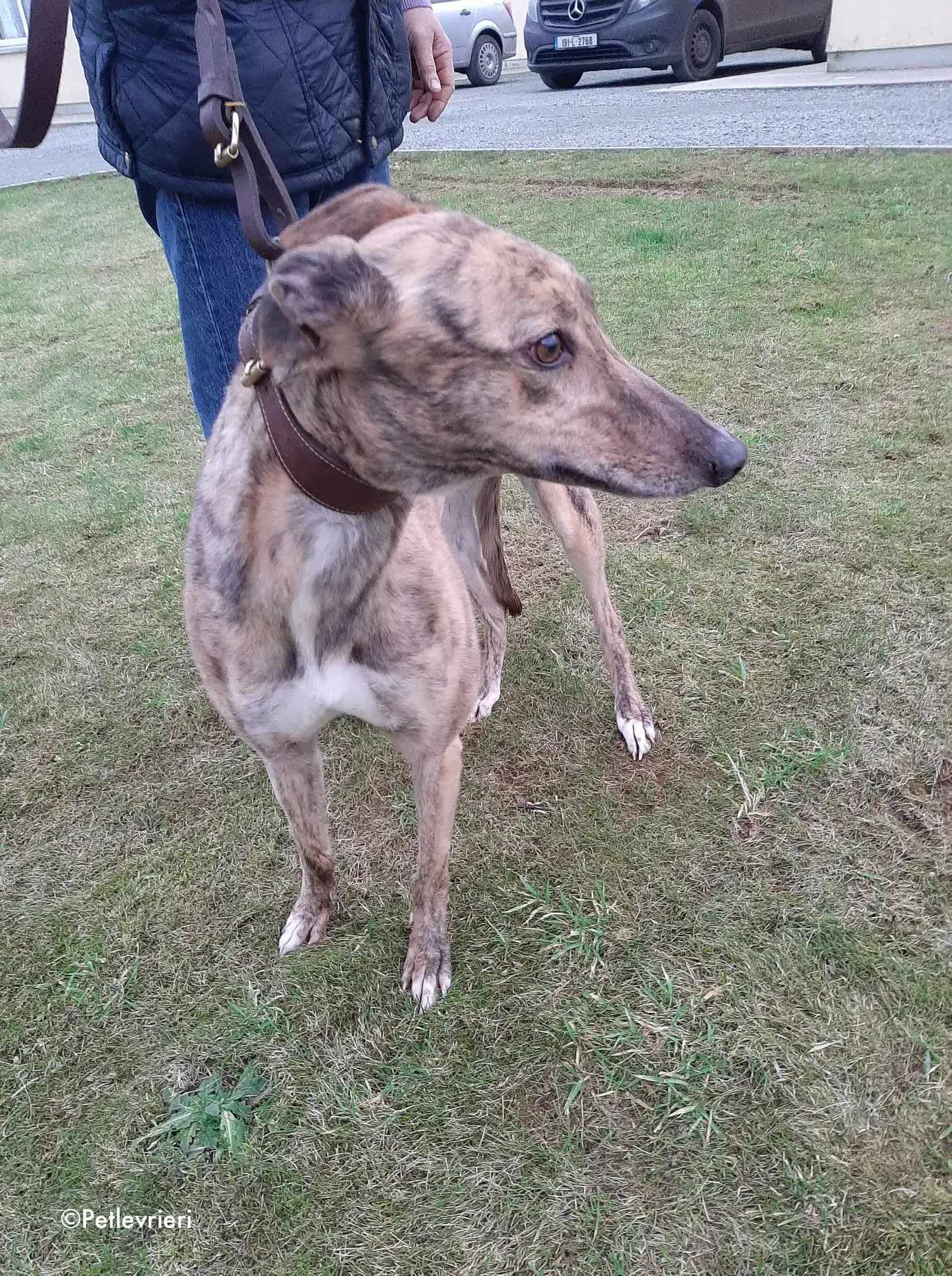 bess adozione levrieri greyhound 7