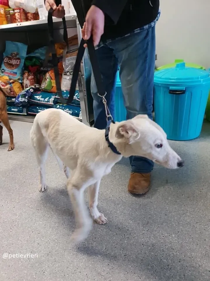 beth adozione greyhound 1