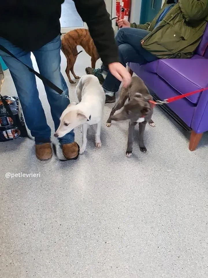 beth adozione greyhound 2