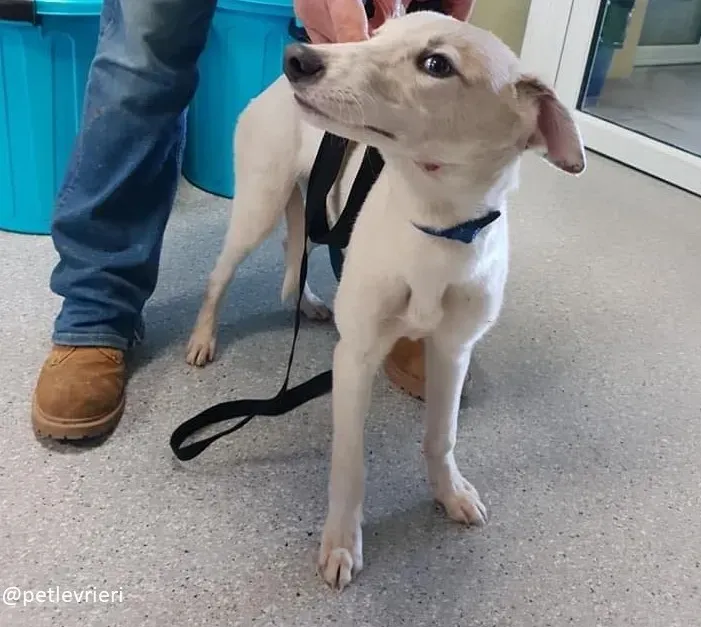 beth adozione greyhound