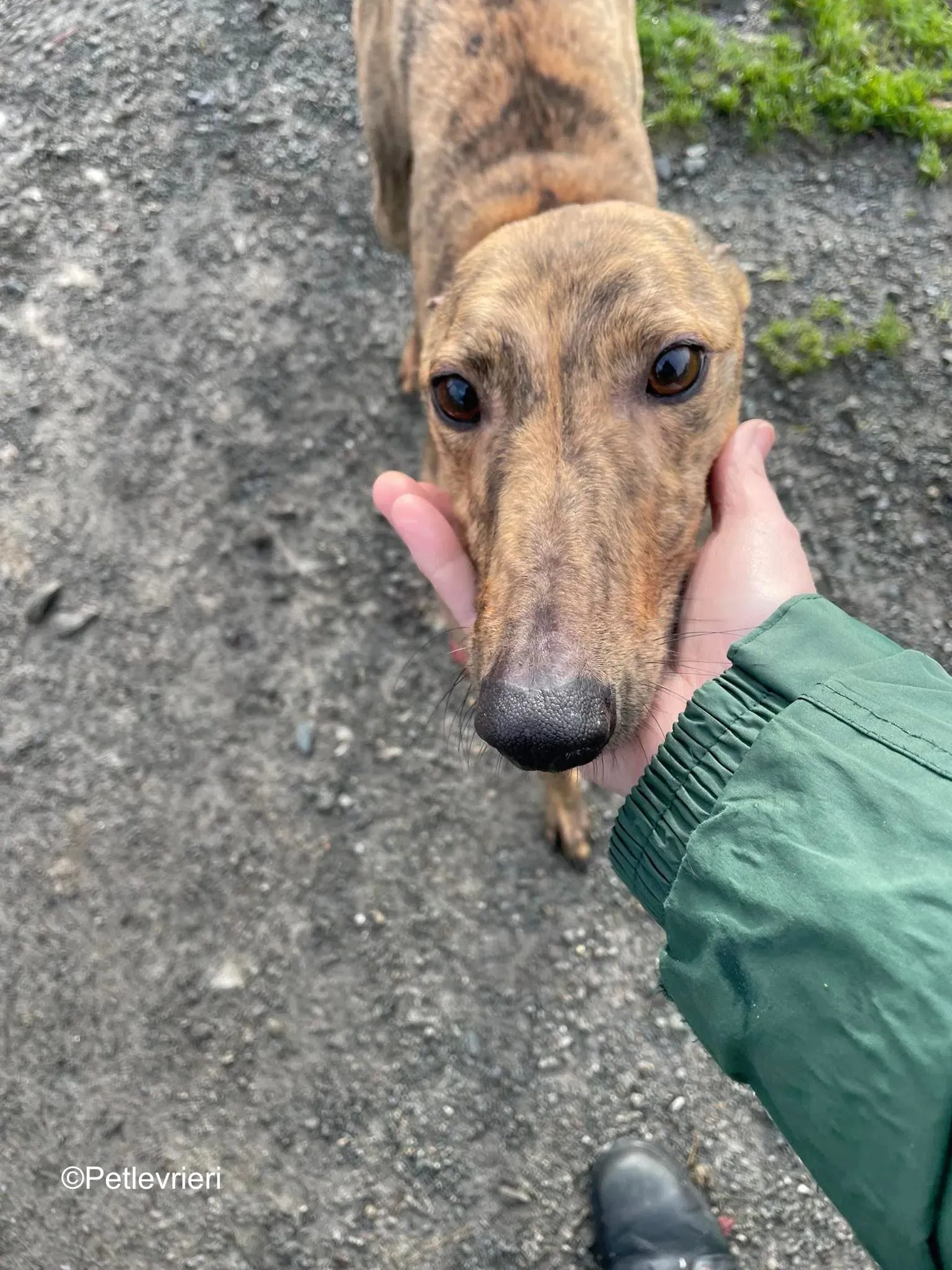 betty adozione levrieri greyhound 1