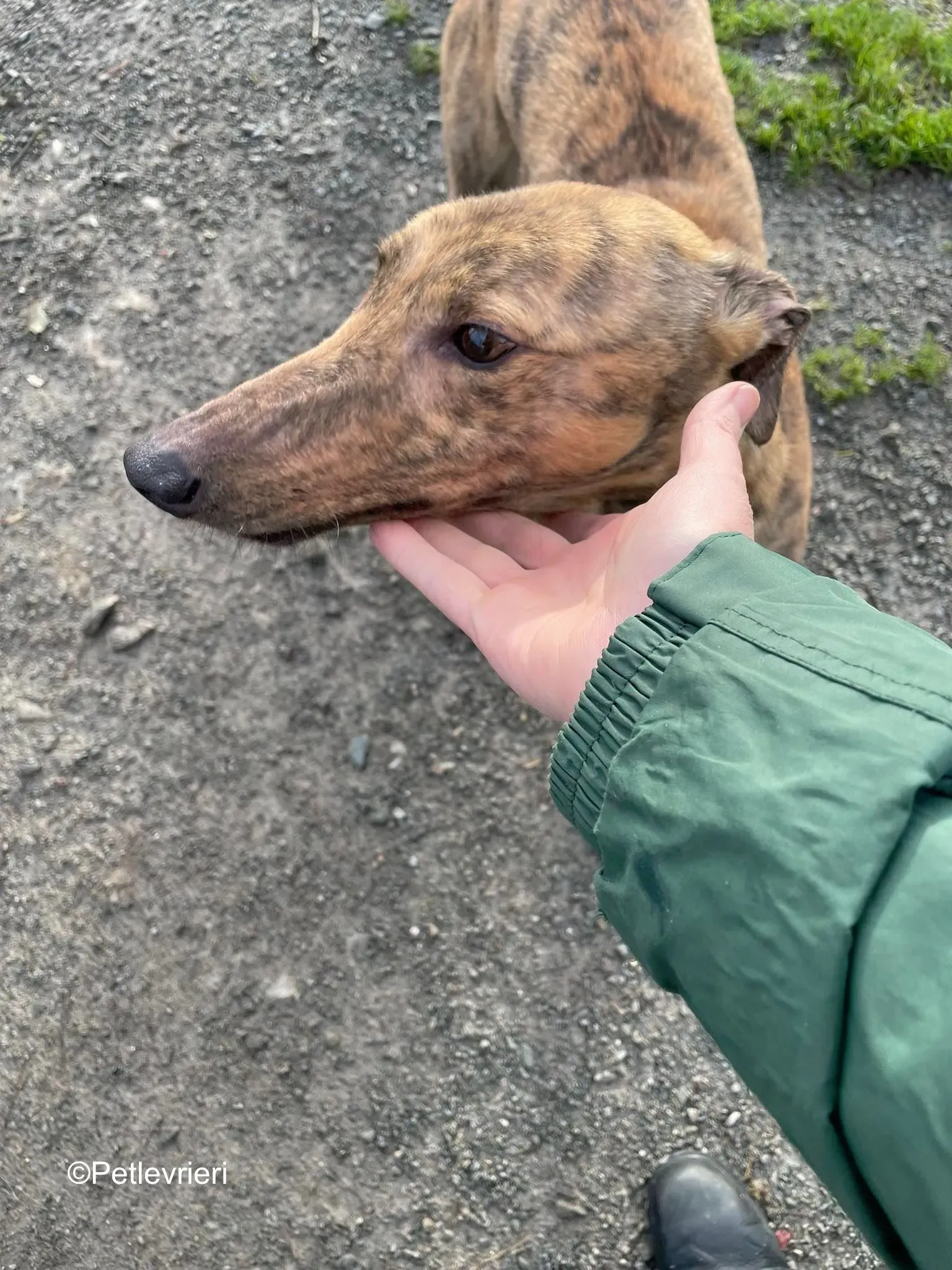 betty adozione levrieri greyhound 2