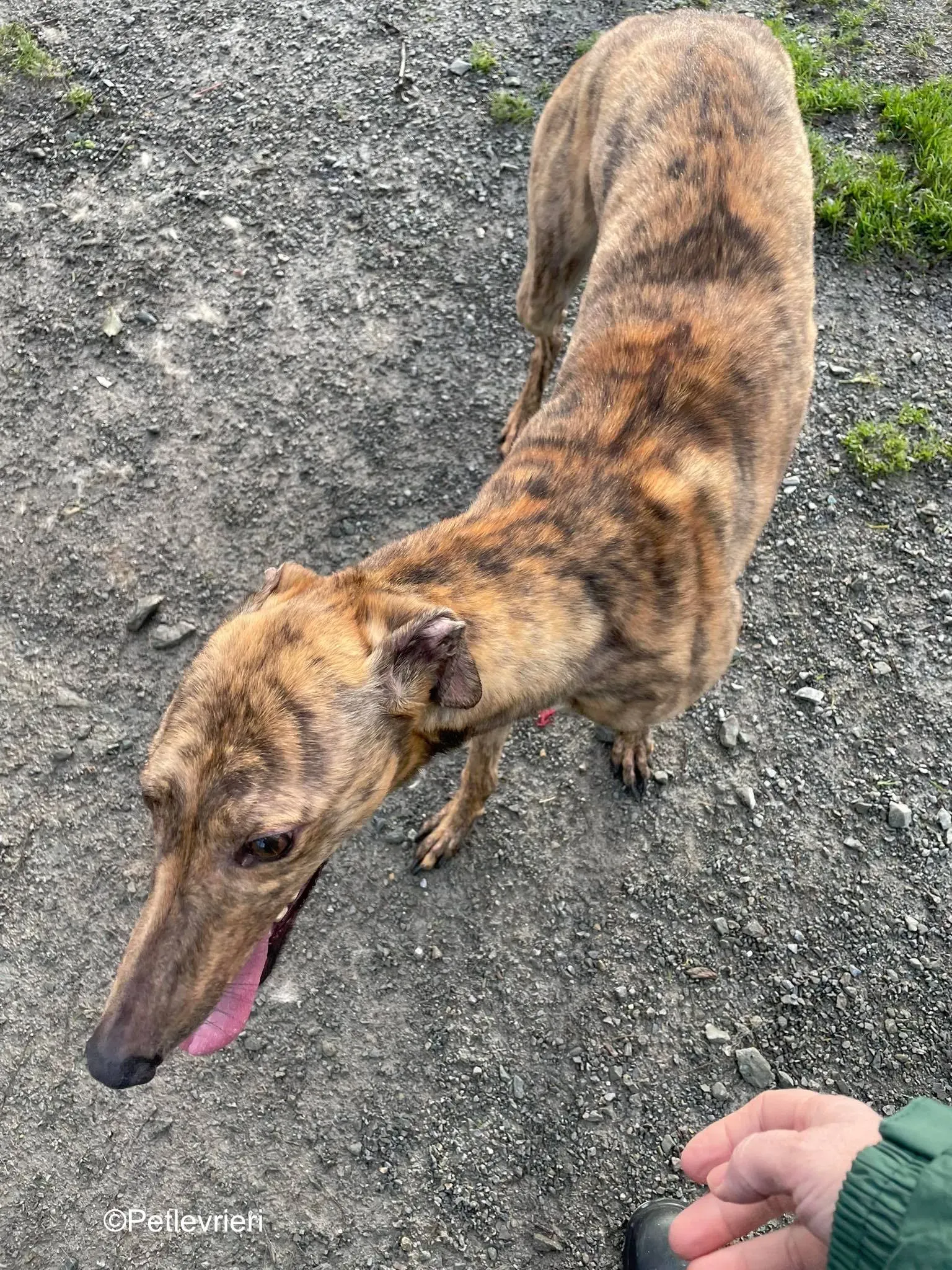 betty adozione levrieri greyhound 3