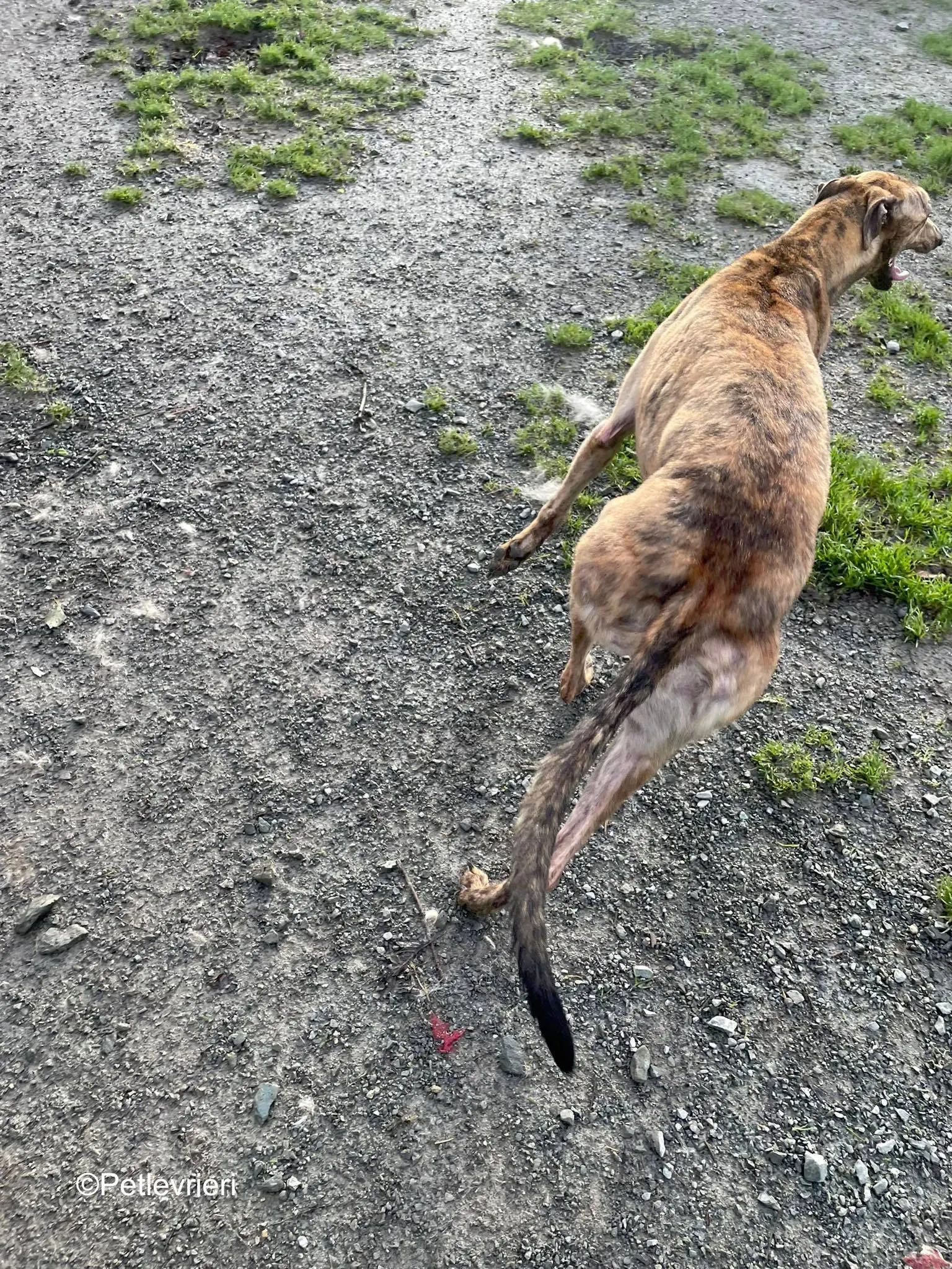 betty adozione levrieri greyhound 4