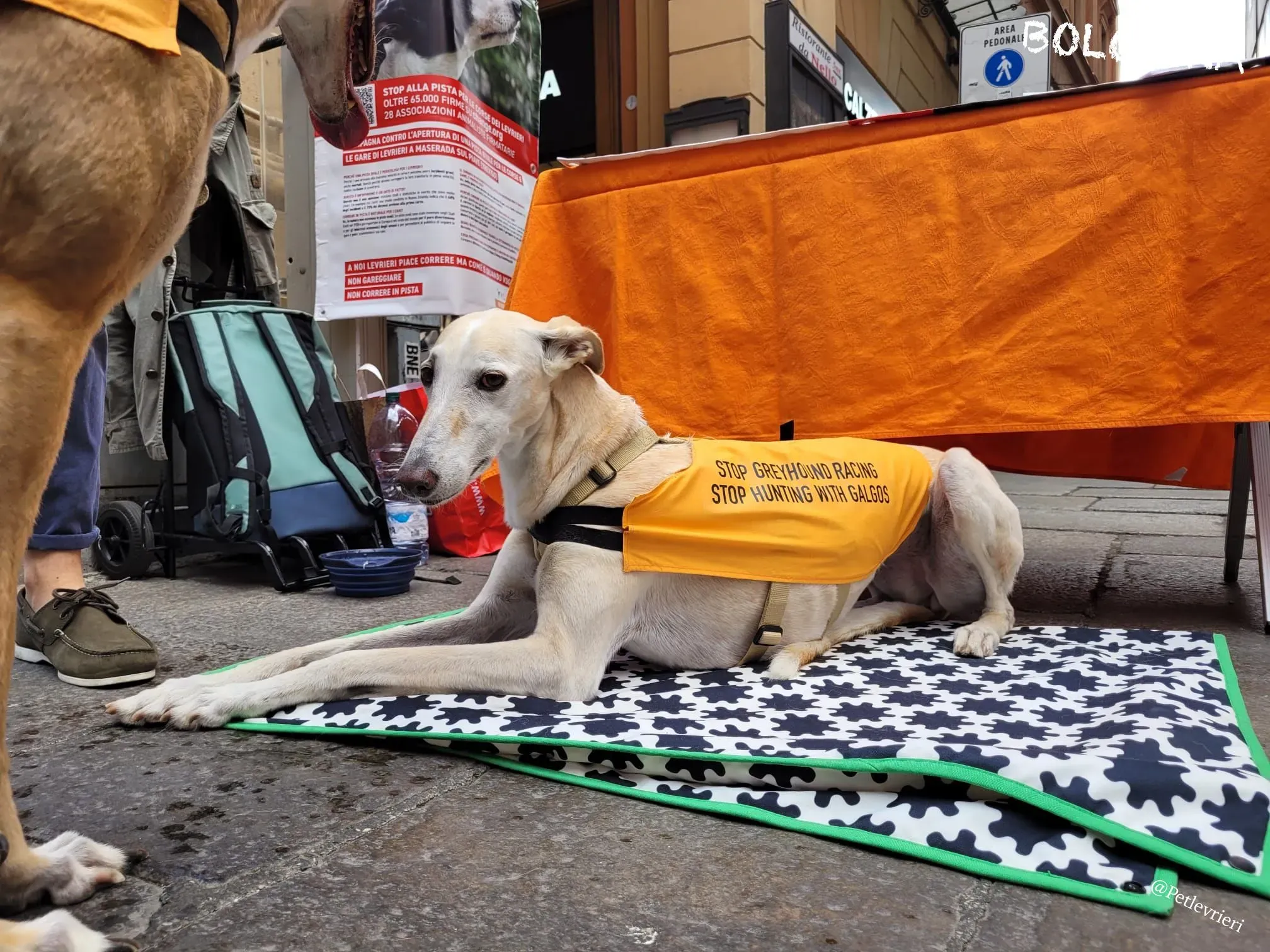 bf94aed4 fc6b 4b56 83cc f96b2bf51517 risultato