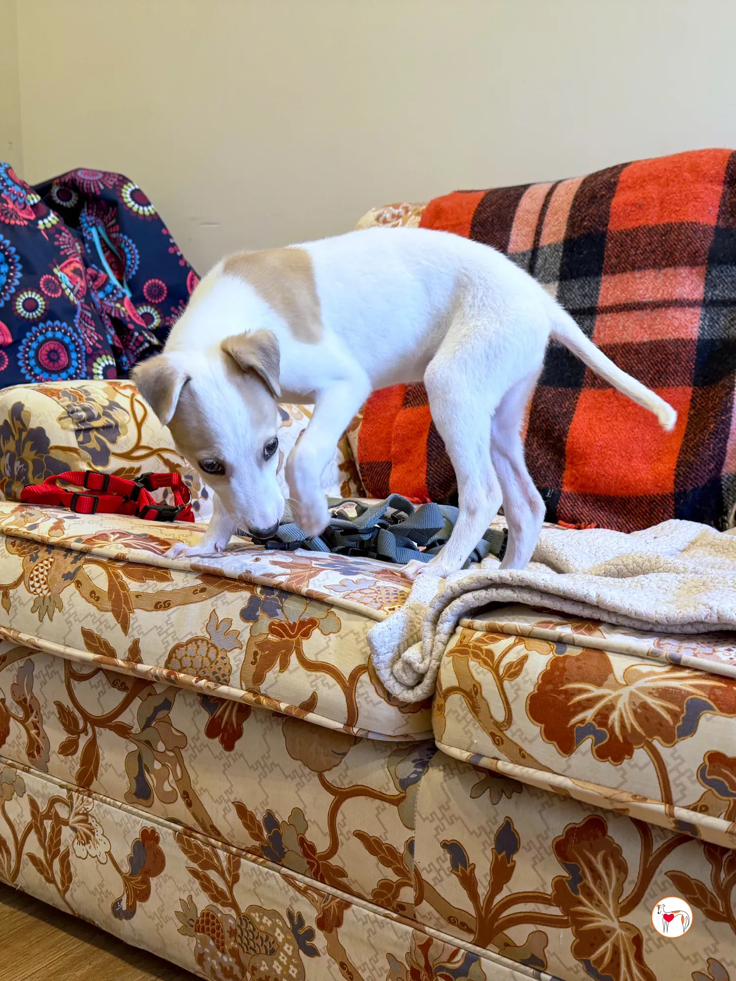 bianca grey cucciolo adozione 1