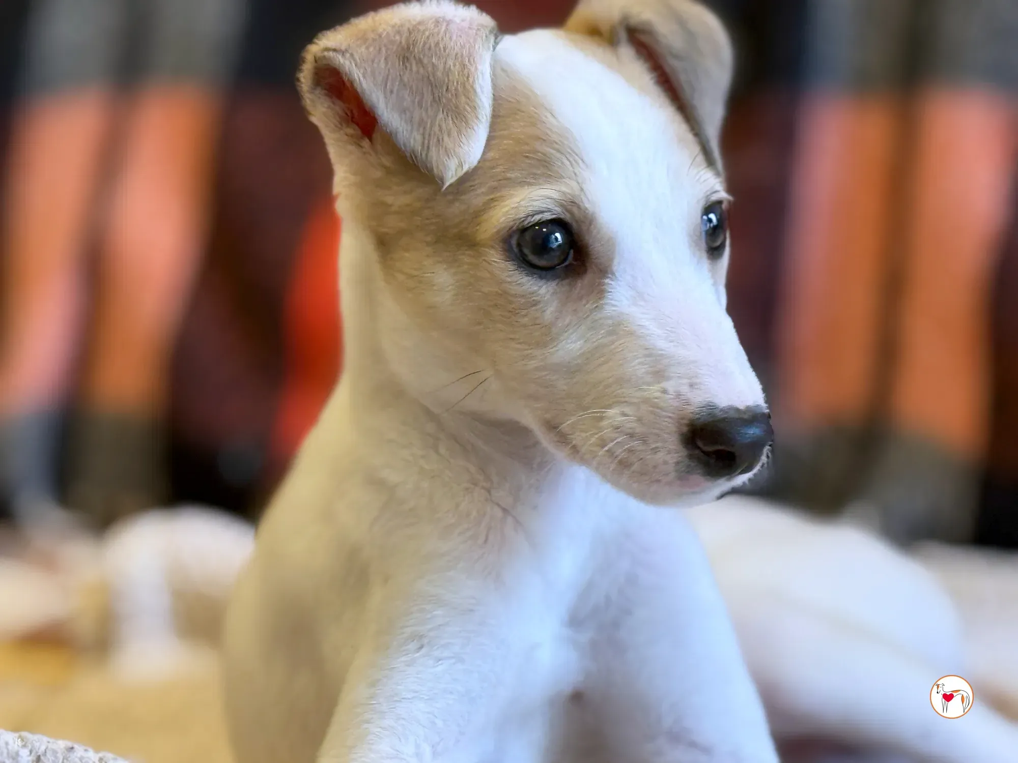 bianca grey cucciolo adozione 10