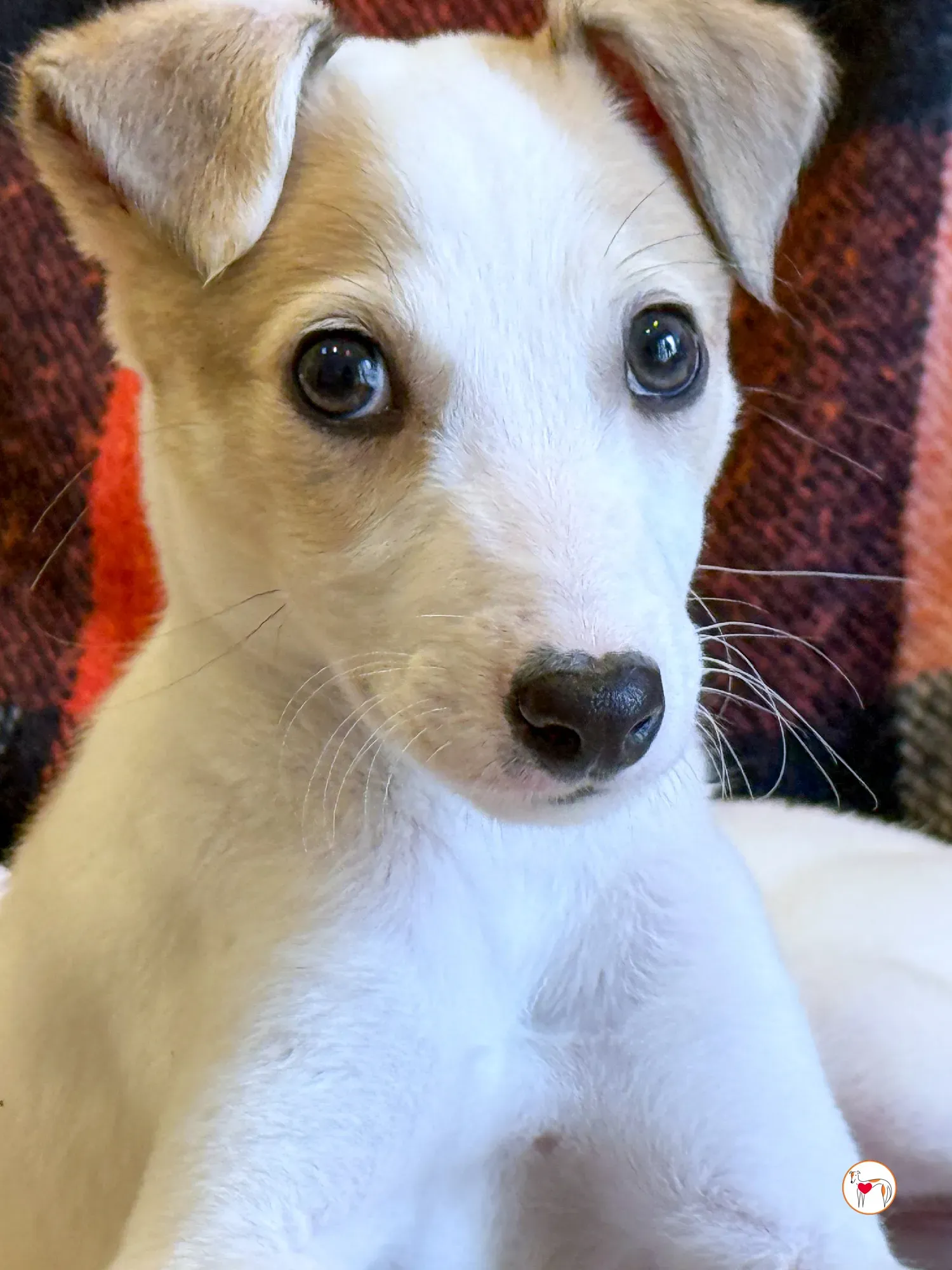 bianca grey cucciolo adozione 11