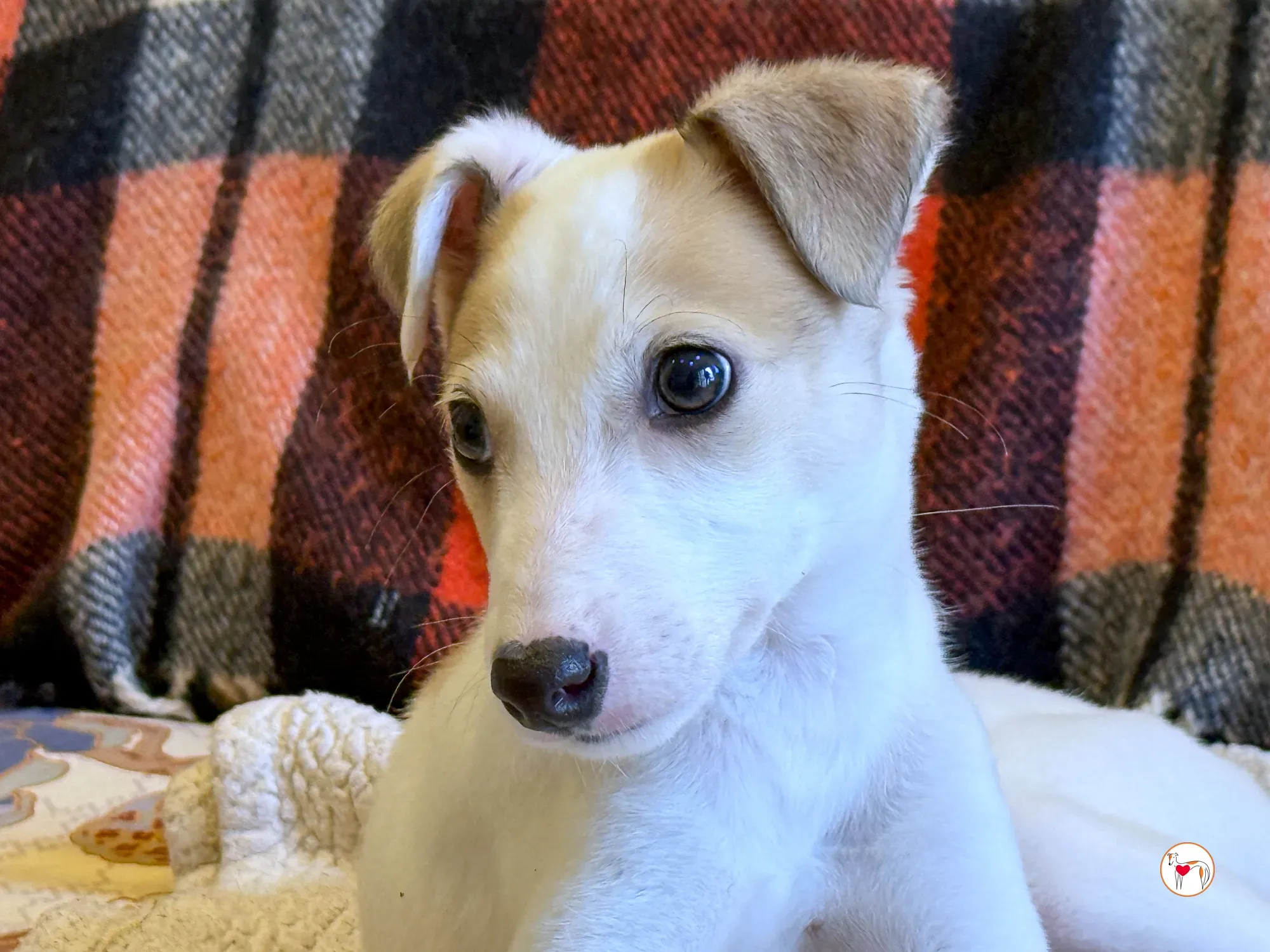 bianca grey cucciolo adozione 12