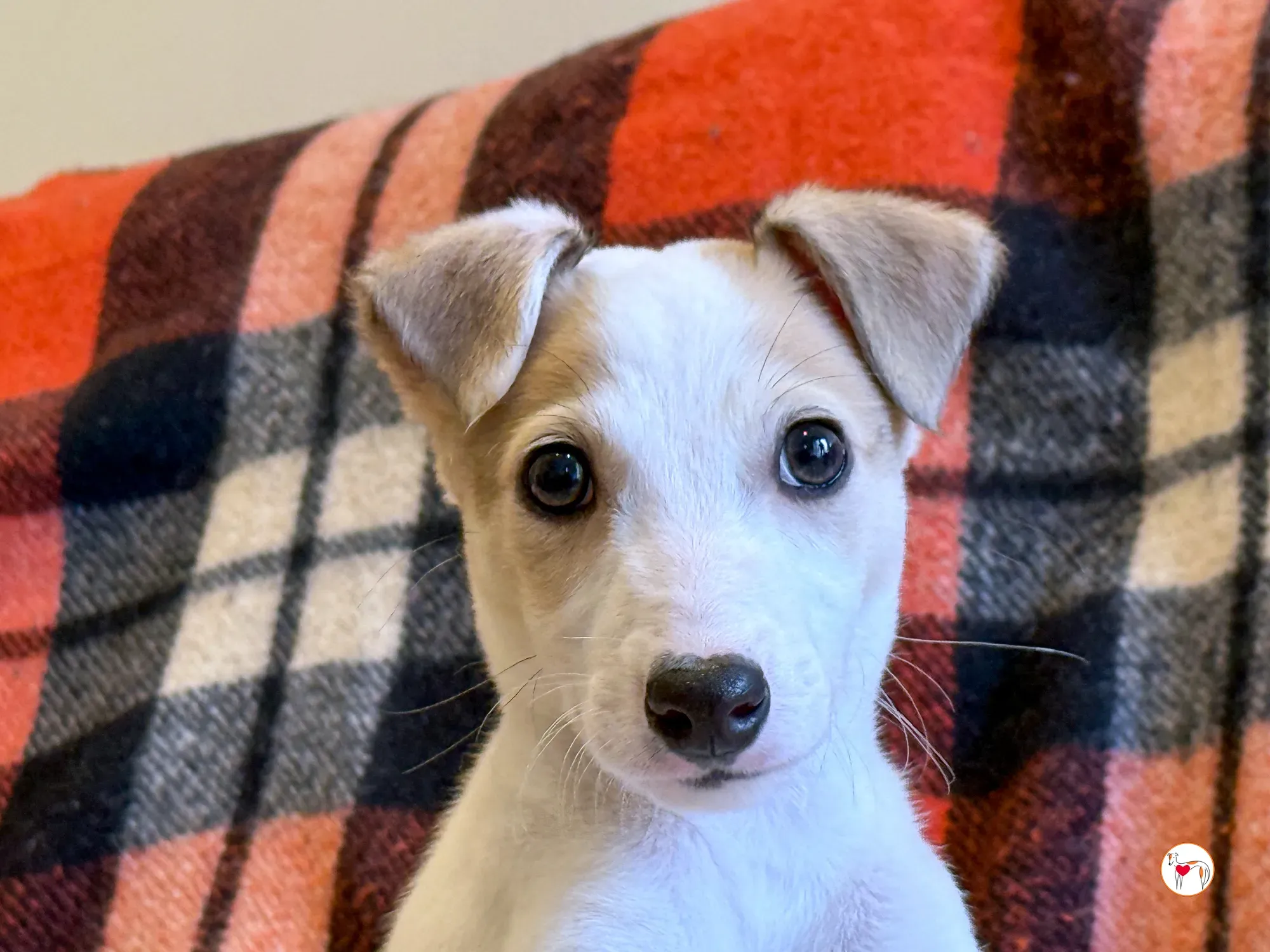 bianca grey cucciolo adozione 13