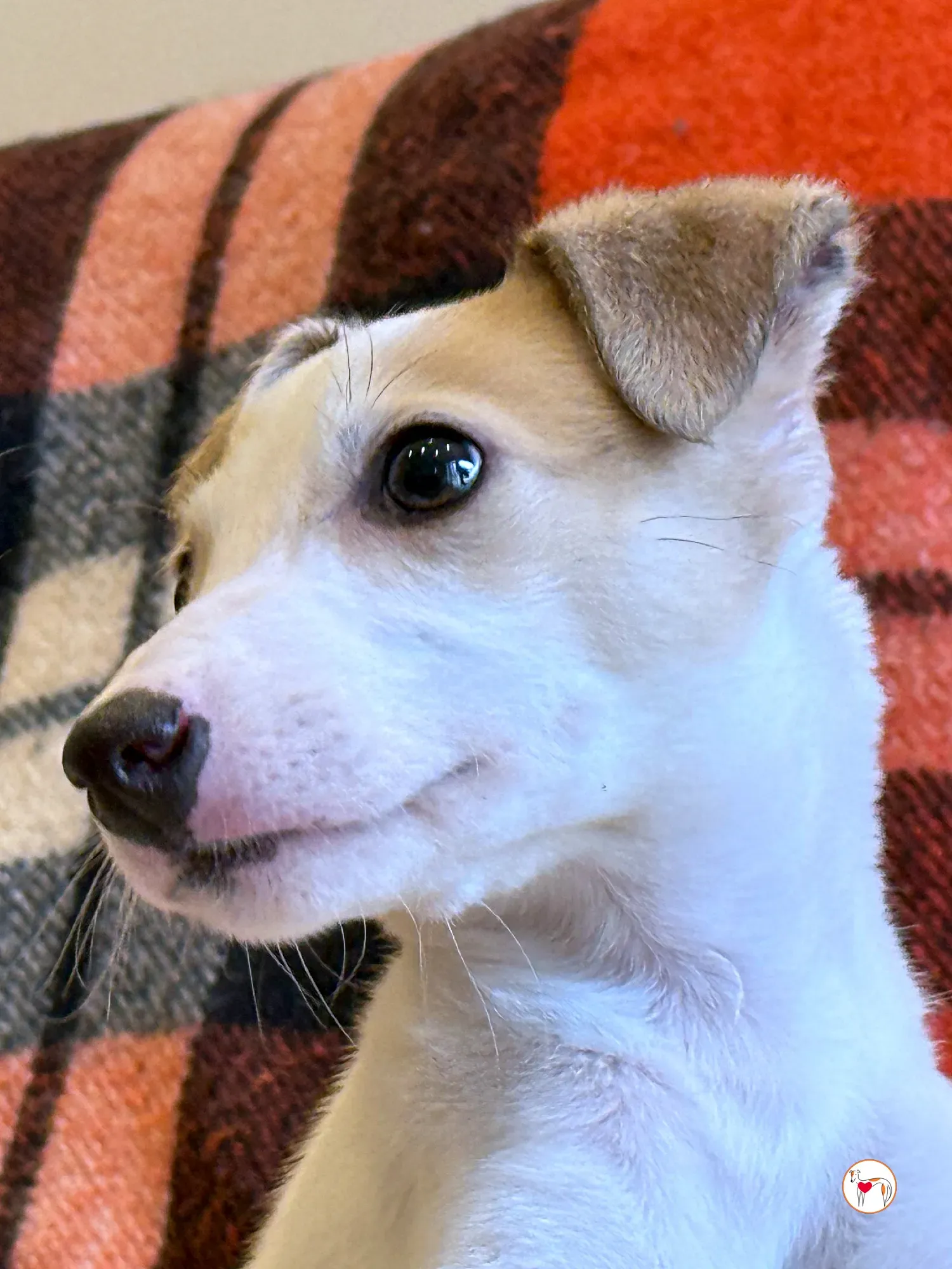 bianca grey cucciolo adozione 14