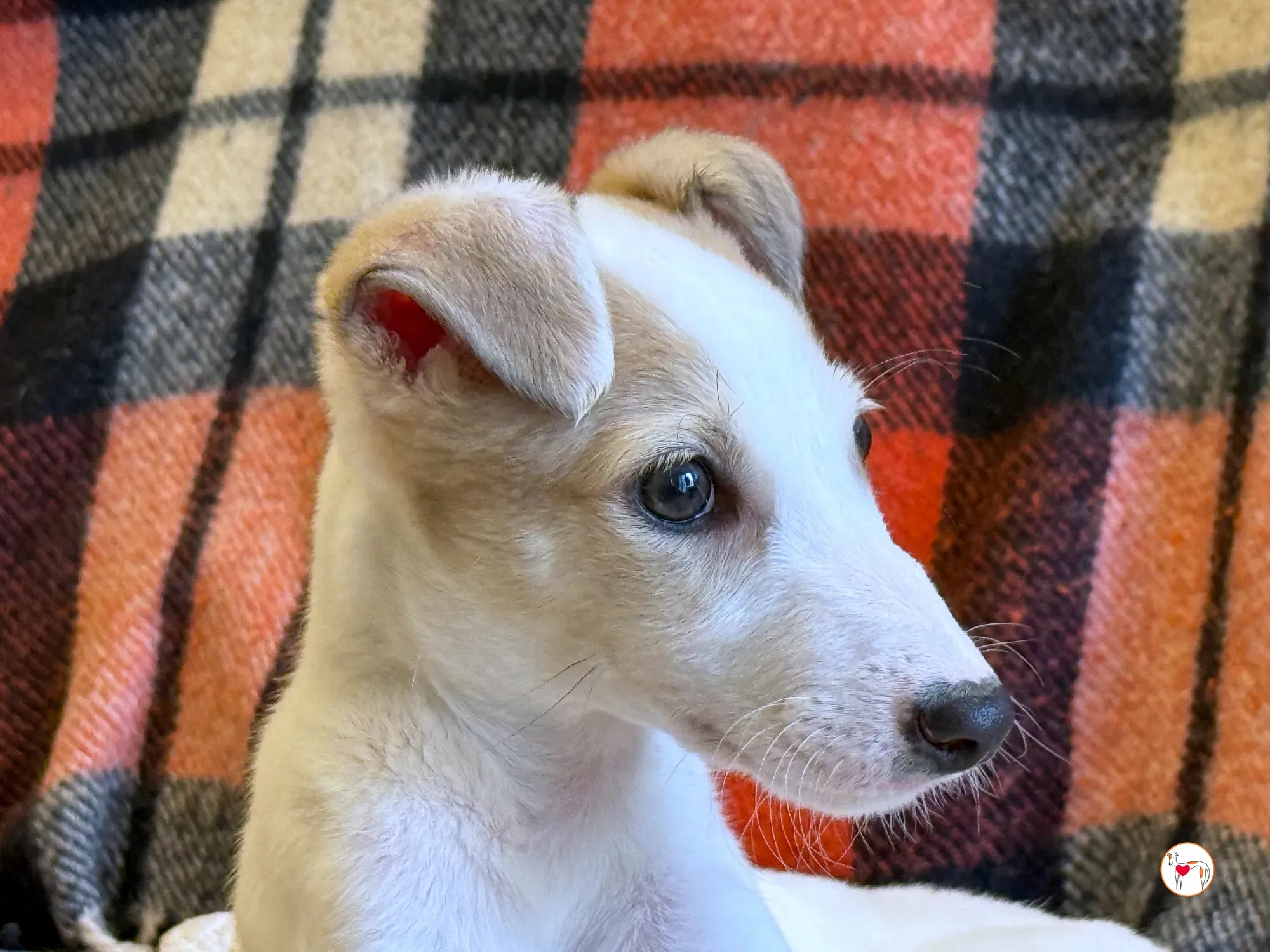 bianca grey cucciolo adozione 15