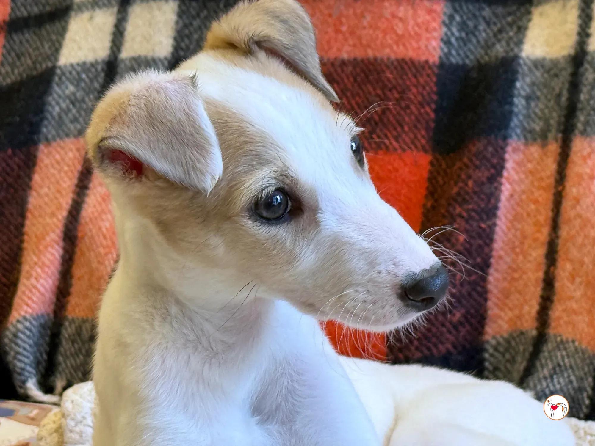 bianca grey cucciolo adozione 16