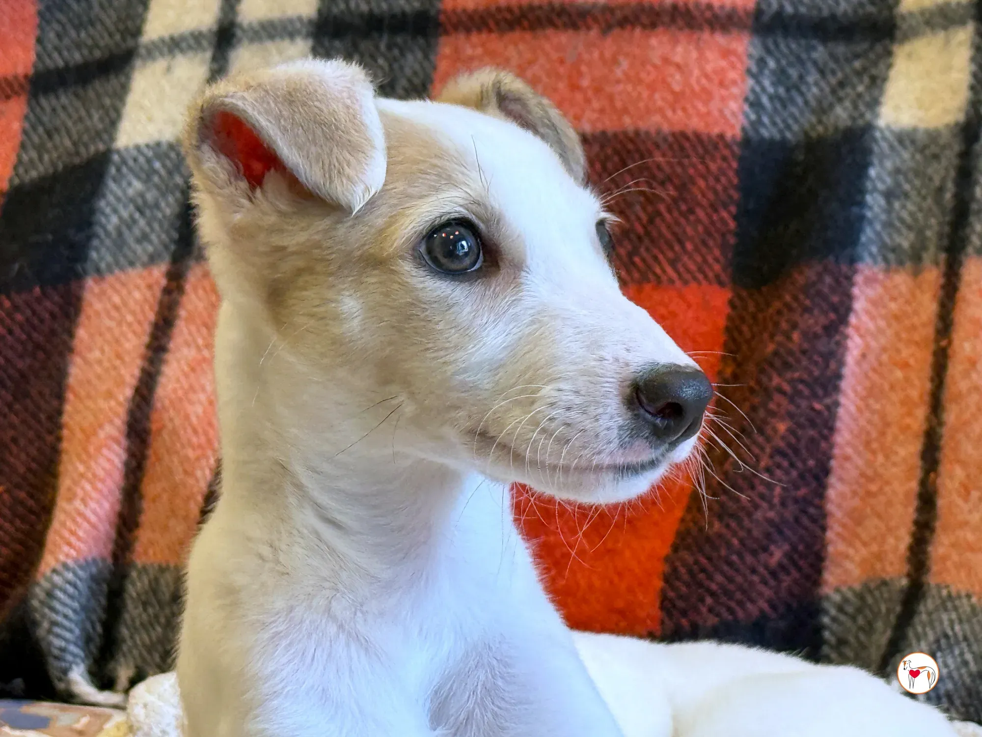 bianca grey cucciolo adozione 17