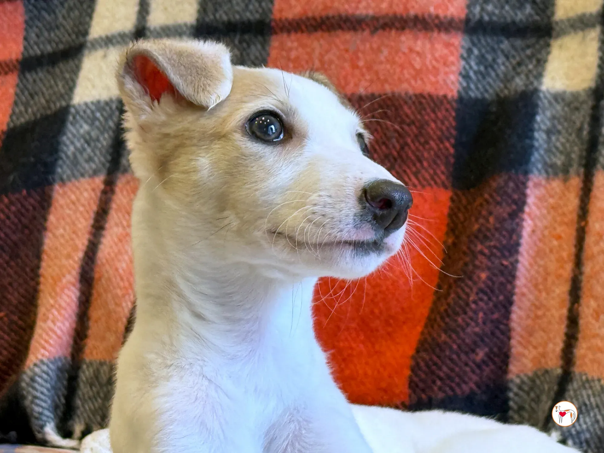 bianca grey cucciolo adozione 18