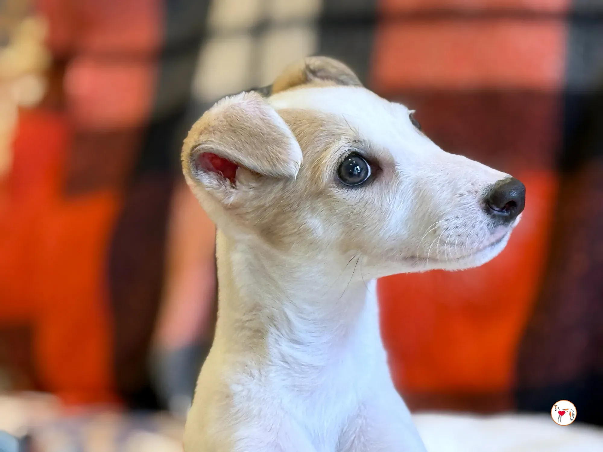 bianca grey cucciolo adozione 19