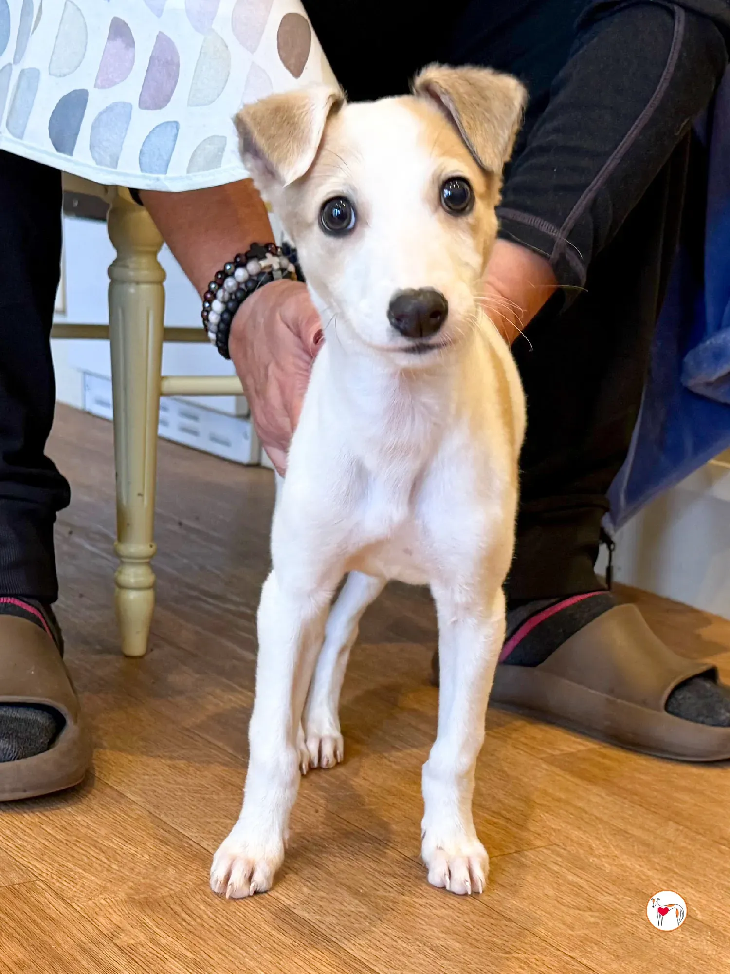 bianca grey cucciolo adozione 2