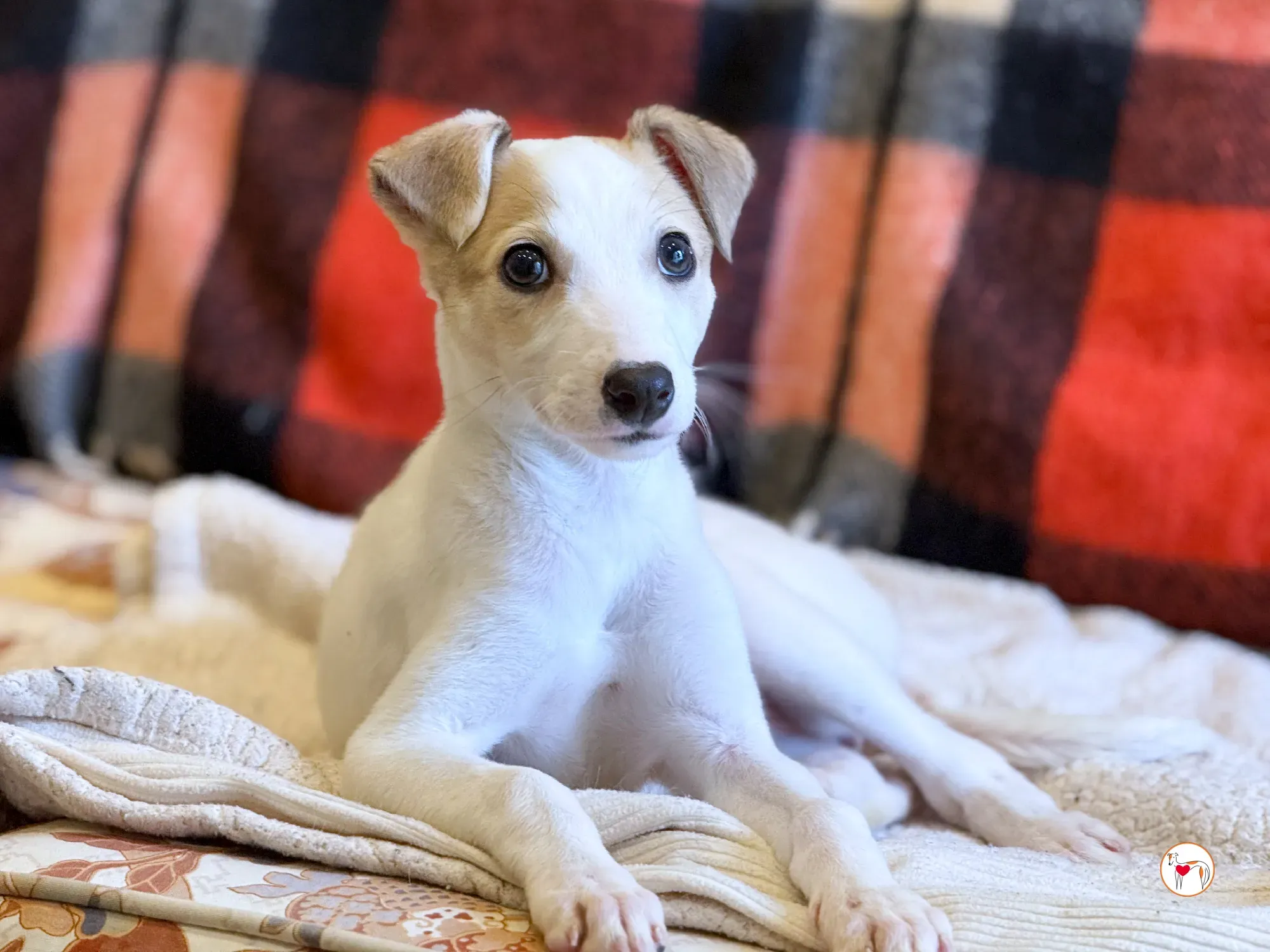 bianca grey cucciolo adozione 3