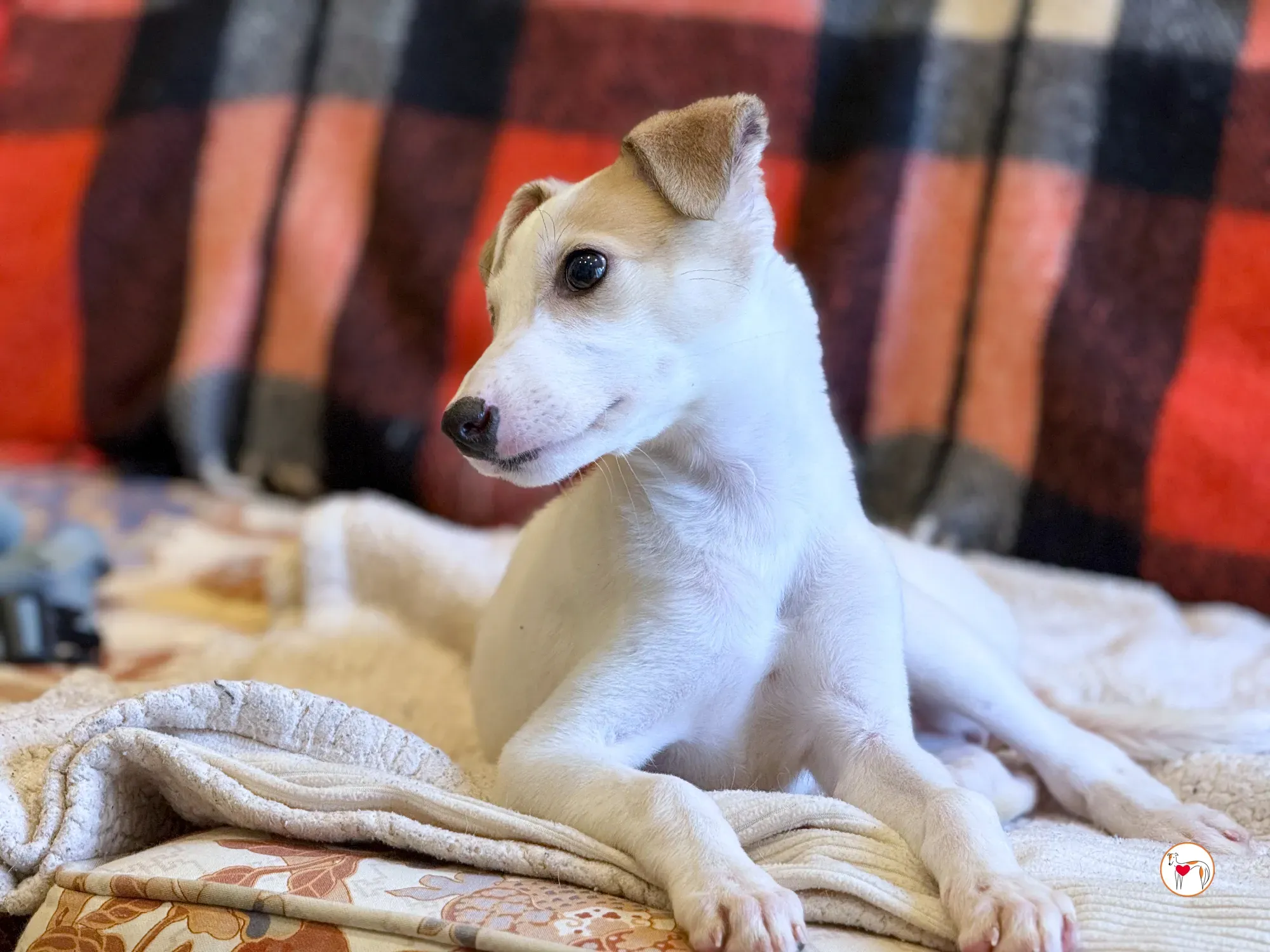 bianca grey cucciolo adozione 4