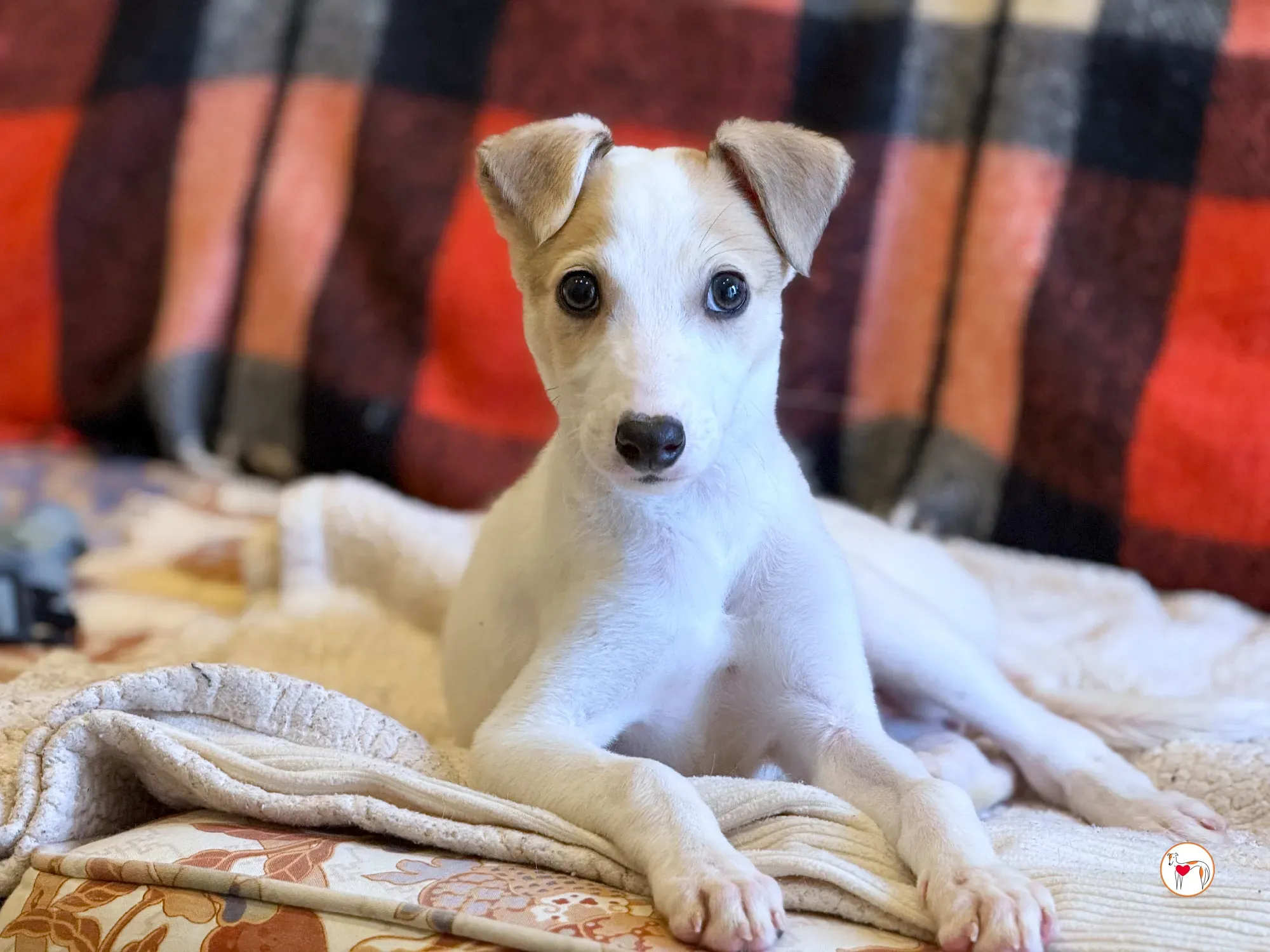 bianca grey cucciolo adozione 5