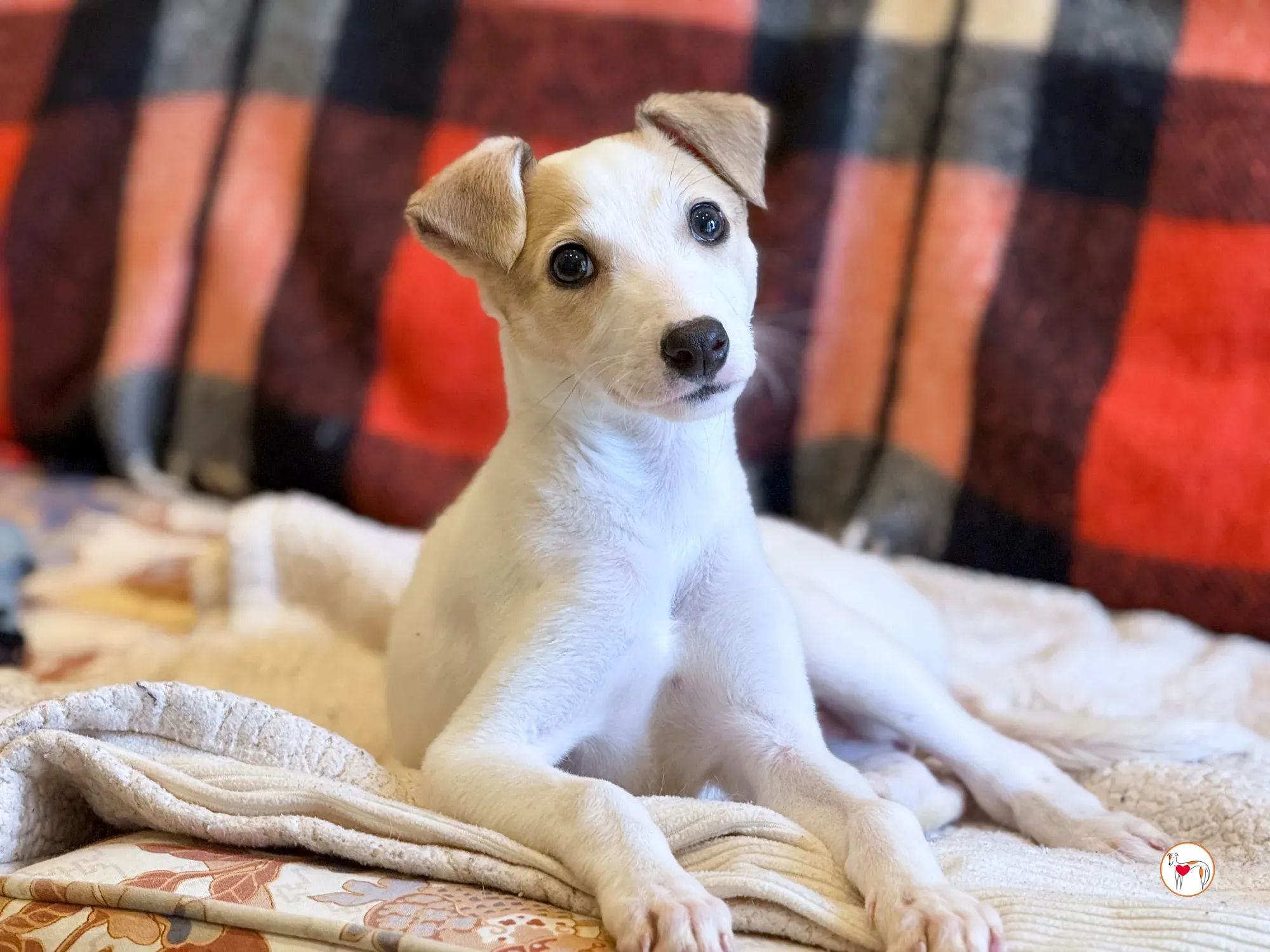 bianca grey cucciolo adozione 6