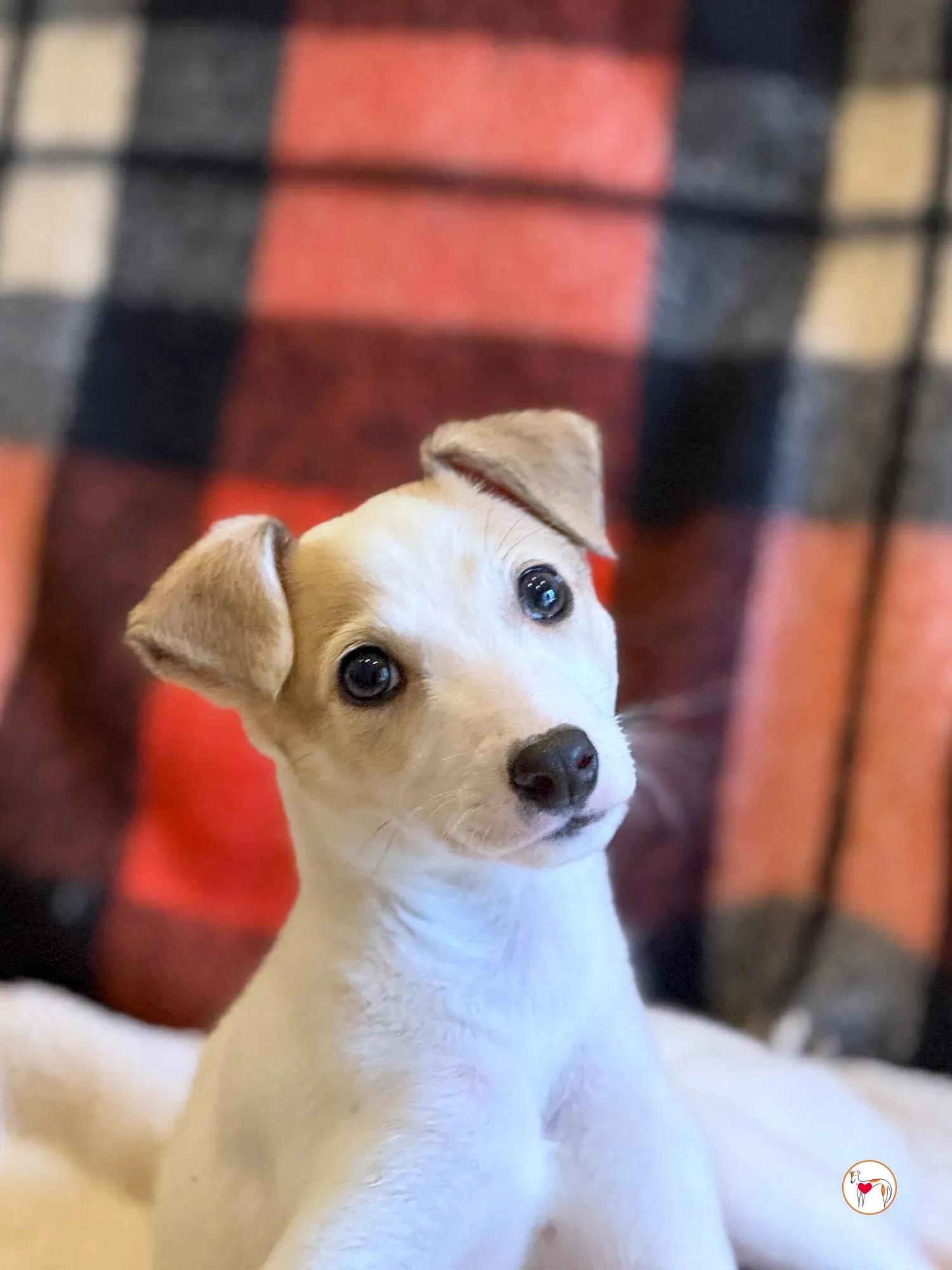 bianca grey cucciolo adozione 7